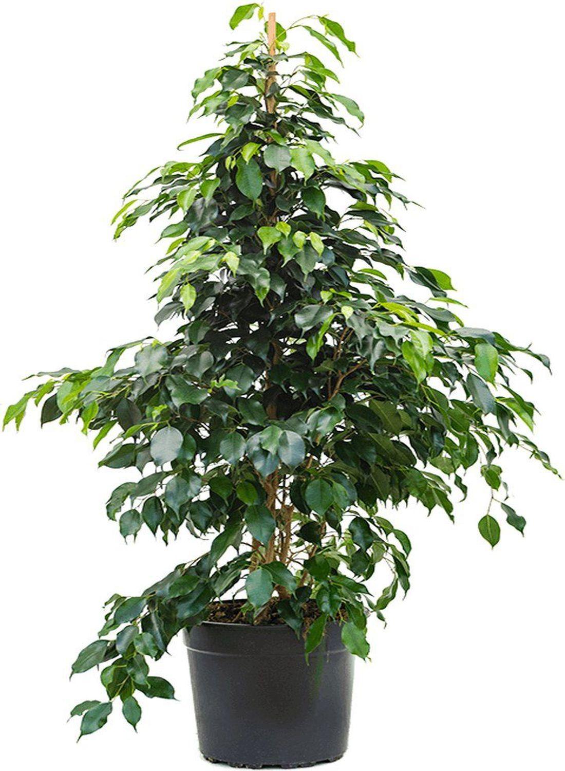 Huzurun Gölgesi: Ağlayan İncir Ağacı (Ficus Benjamin Danielle) 80-100 cm