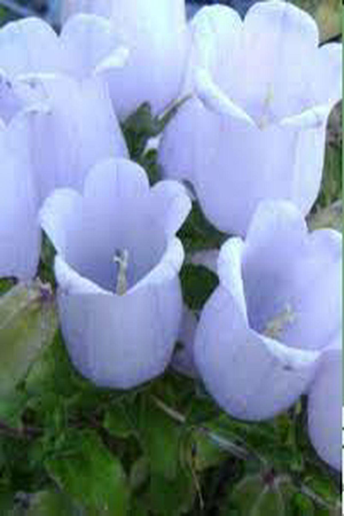 5 Adet Çan Çiçeği Fidesi(mini saksı 5-10 cm) - Campanula Incurva ile Bahçenizi Renklendirin!