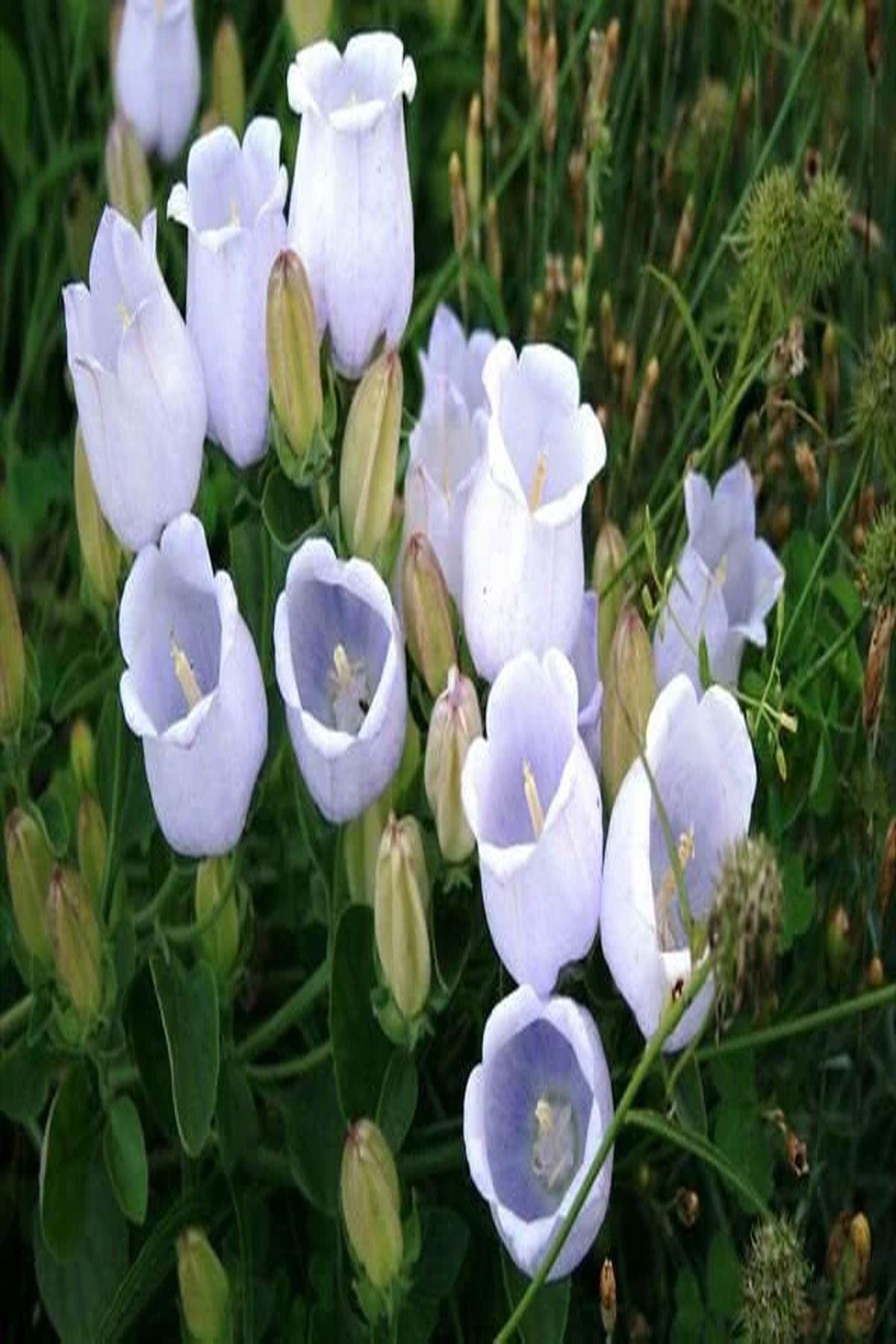 5 Adet Çan Çiçeği Fidesi(mini saksı 5-10 cm) - Campanula Incurva ile Bahçenizi Renklendirin!