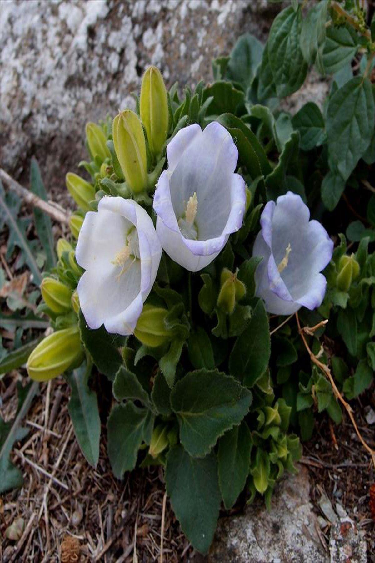5 Adet Çan Çiçeği Fidesi(mini saksı 5-10 cm) - Campanula Incurva ile Bahçenizi Renklendirin!