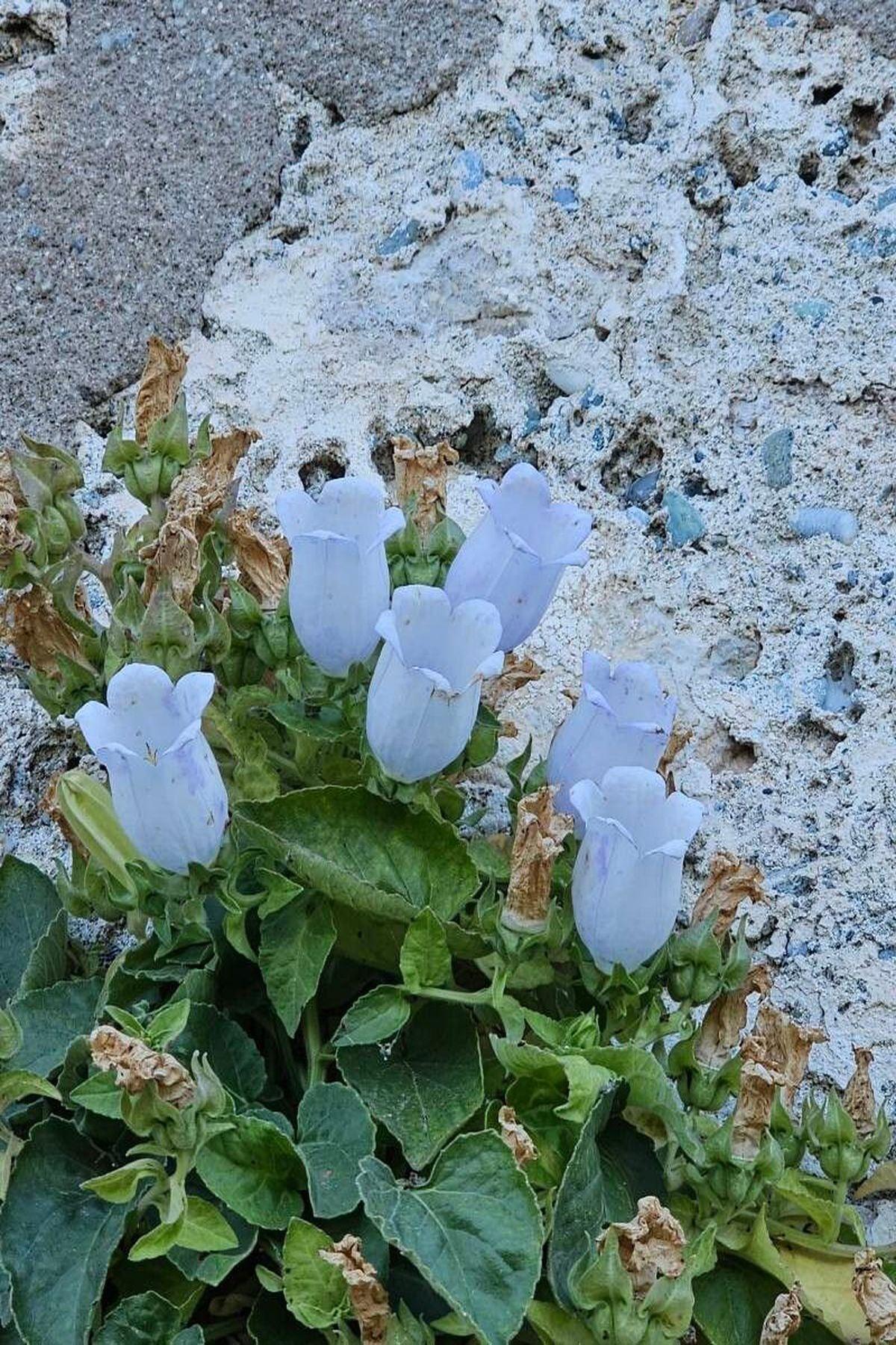 5 Adet Çan Çiçeği Fidesi(mini saksı 5-10 cm) - Campanula Incurva ile Bahçenizi Renklendirin!