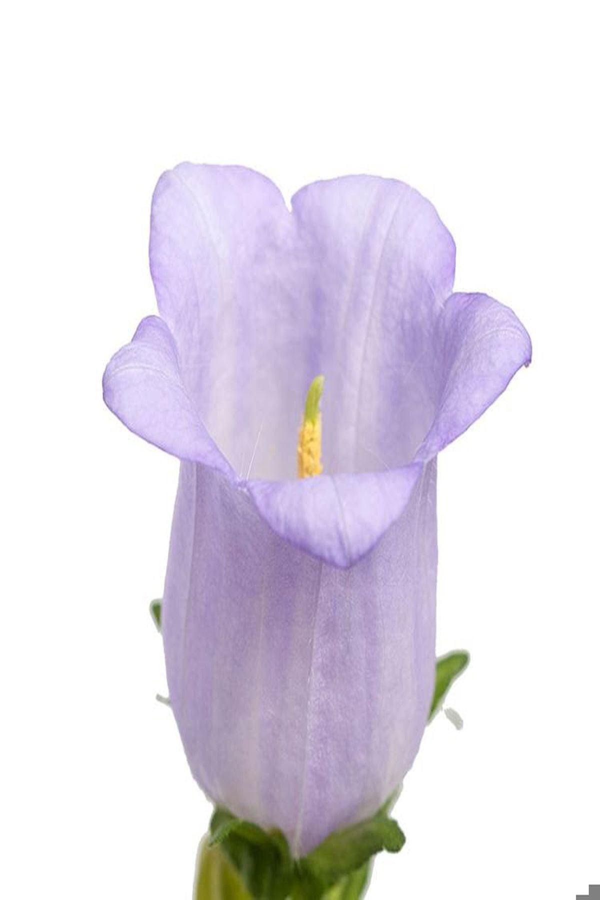 5 Adet Çan Çiçeği Fidesi(mini saksı 5-10 cm) - Campanula Incurva ile Bahçenizi Renklendirin!