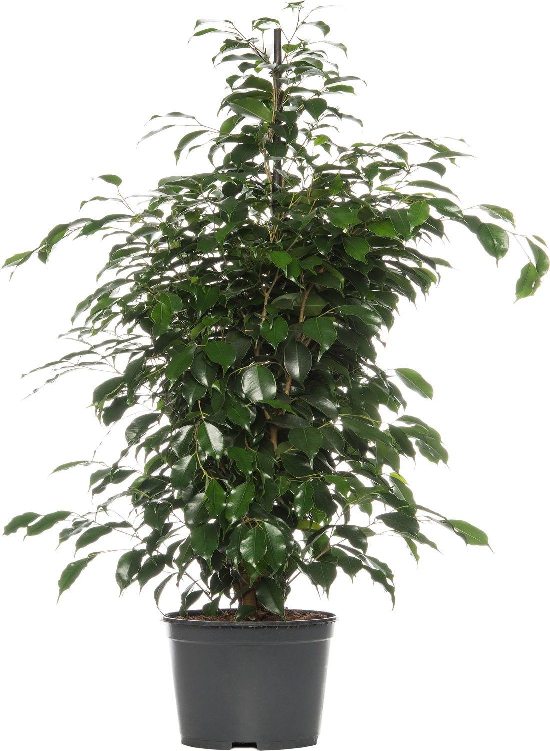 Huzurun Gölgesi: Ağlayan İncir Ağacı (Ficus Benjamin Danielle) 80-100 cm