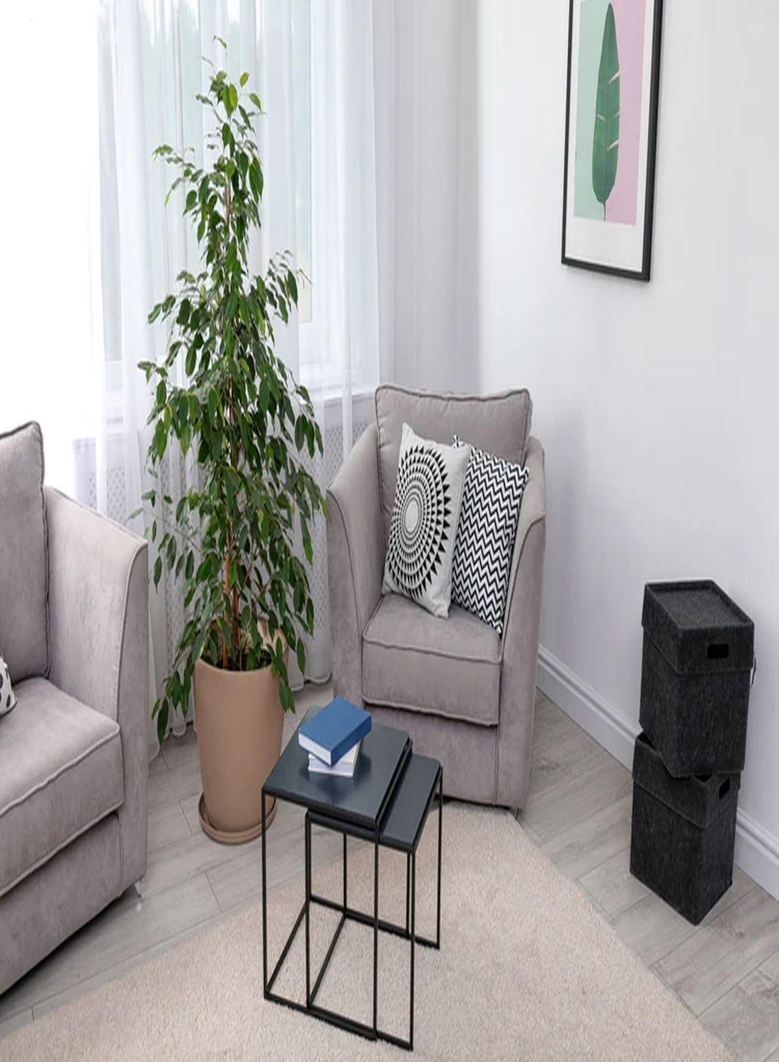 Huzurun Gölgesi: Ağlayan İncir Ağacı (Ficus Benjamin Danielle) 80-100 cm