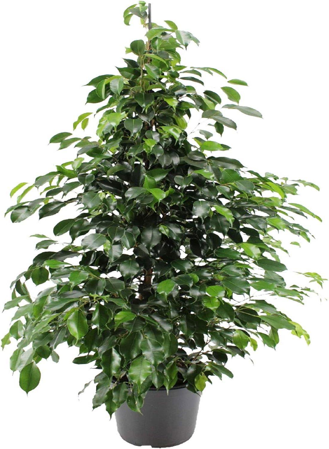 Huzurun Gölgesi: Ağlayan İncir Ağacı (Ficus Benjamin Danielle) 80-100 cm