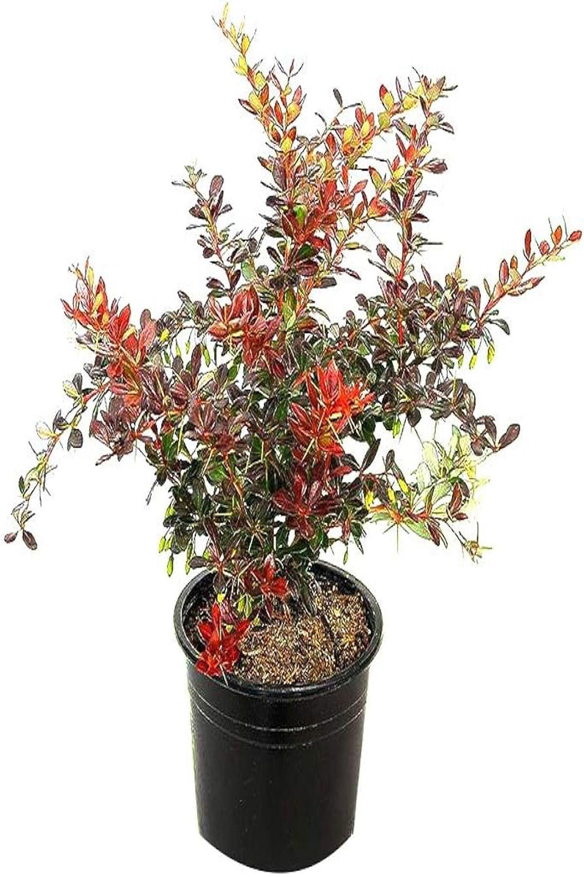 8 Adet Berberis media Red Jewel 20-40 cm Hanım Tuzluğu