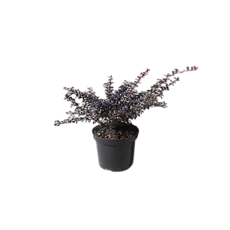8 Adet Berberis thunbergii atropurpurea Hanım Tuzluğu 20-40 cm