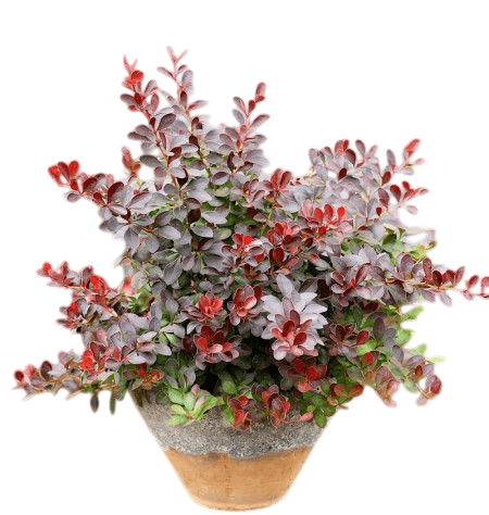 8 Adet Berberis thunbergii atropurpurea Hanım Tuzluğu 20-40 cm