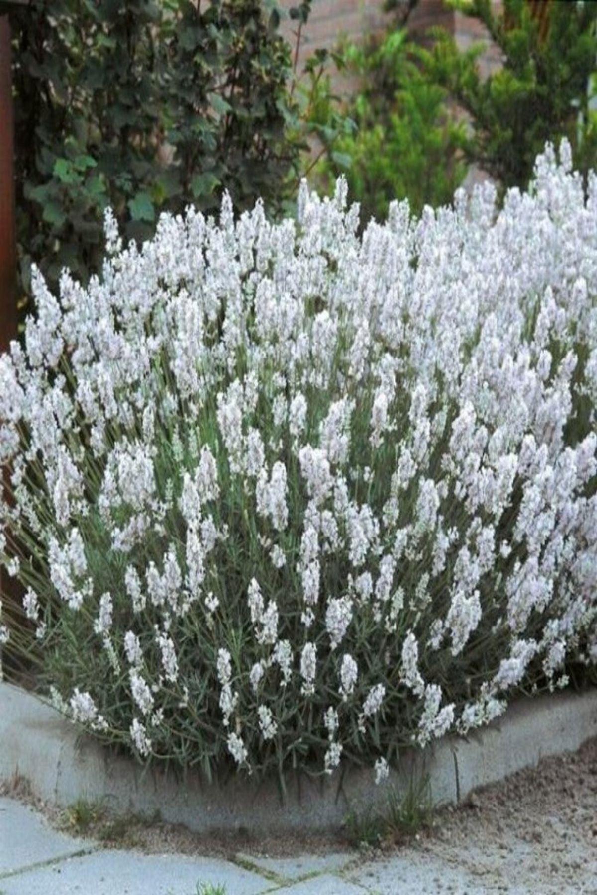 10 Adet "Beyaz Vienco Lavanta Fidesi:(mini saksı:5-10cm) Bahar ve Yaz Boyu Canlı Beyaz Çiçekler"