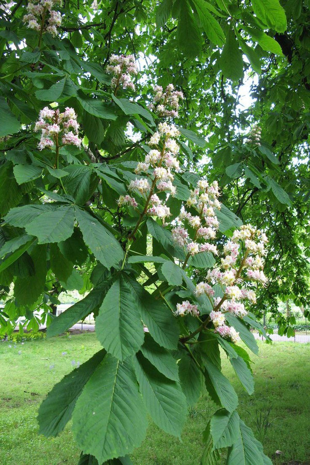 3 Adet Beyaz Çiçekli At Kestanesi Fidanı (Aesculus hippocastanum)40-60cm – Moda Botanik’te Şimdi Satın Al!
