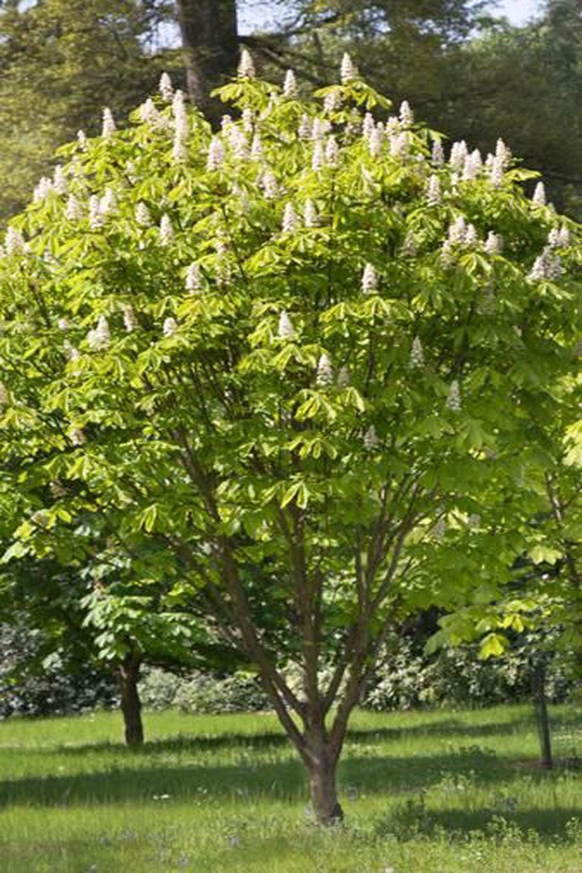 3 Adet Beyaz Çiçekli At Kestanesi Fidanı (Aesculus hippocastanum)40-60cm – Moda Botanik’te Şimdi Satın Al!