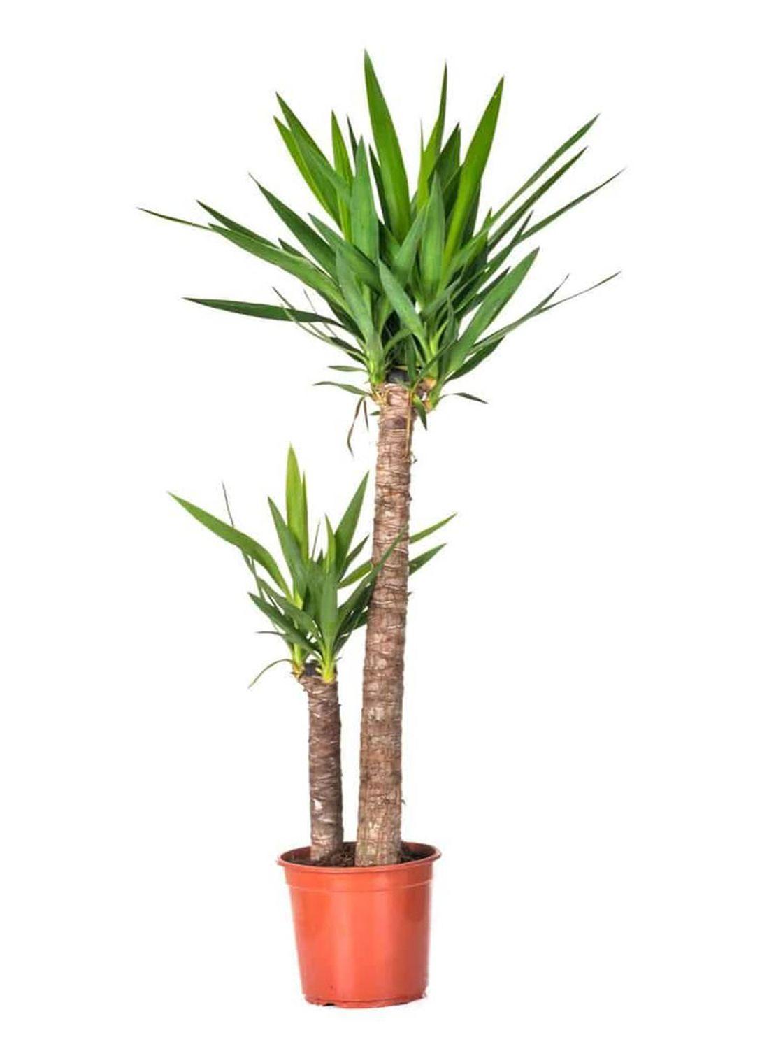 130-150 cm 2 Gövdeli Yuka Çiçeği - Yucca Elephantipes Avize Çiçeği İç Mekan Dekorasyonu İçin Şık Seçenek