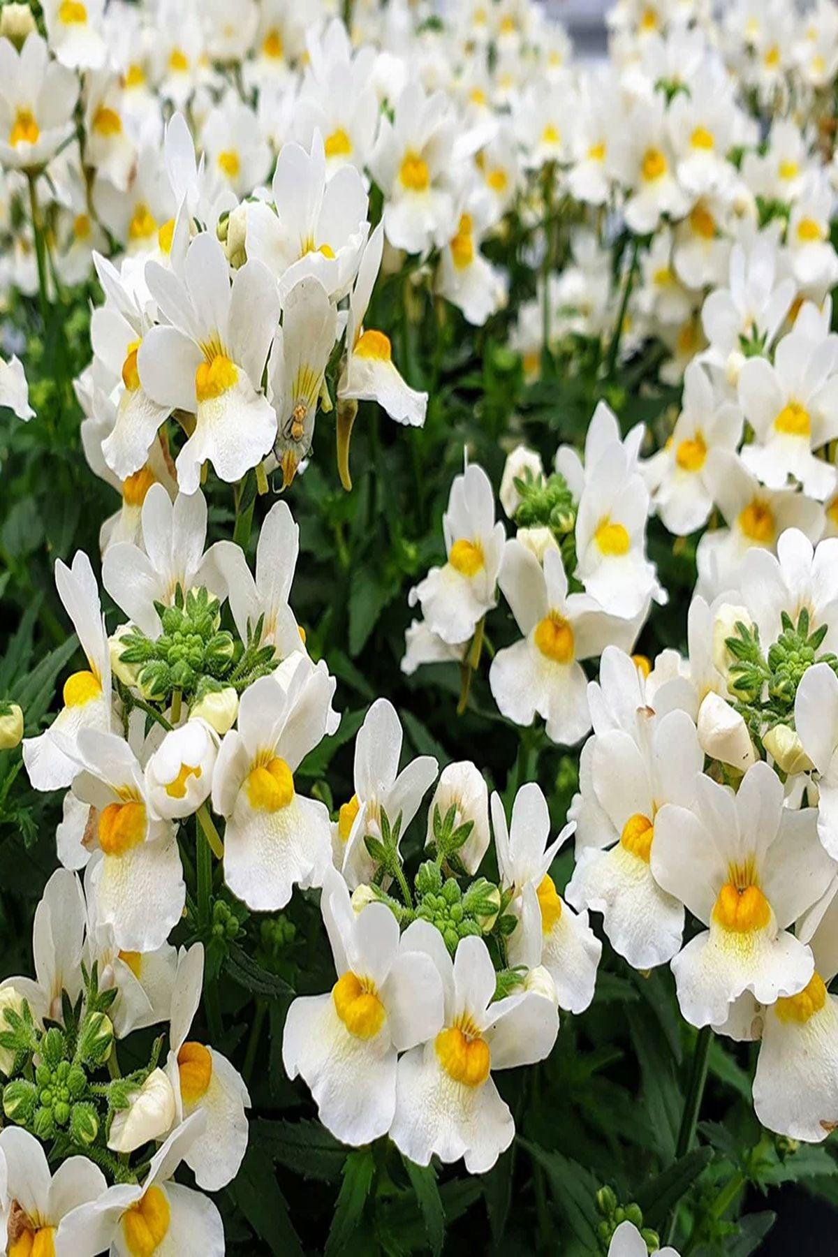 10 Adet "Beyaz Limon Nemezya Çiçeği Fidesi: Yaz Boyu Canlı Beyaz ve Limon Sarısı Çiçekler"