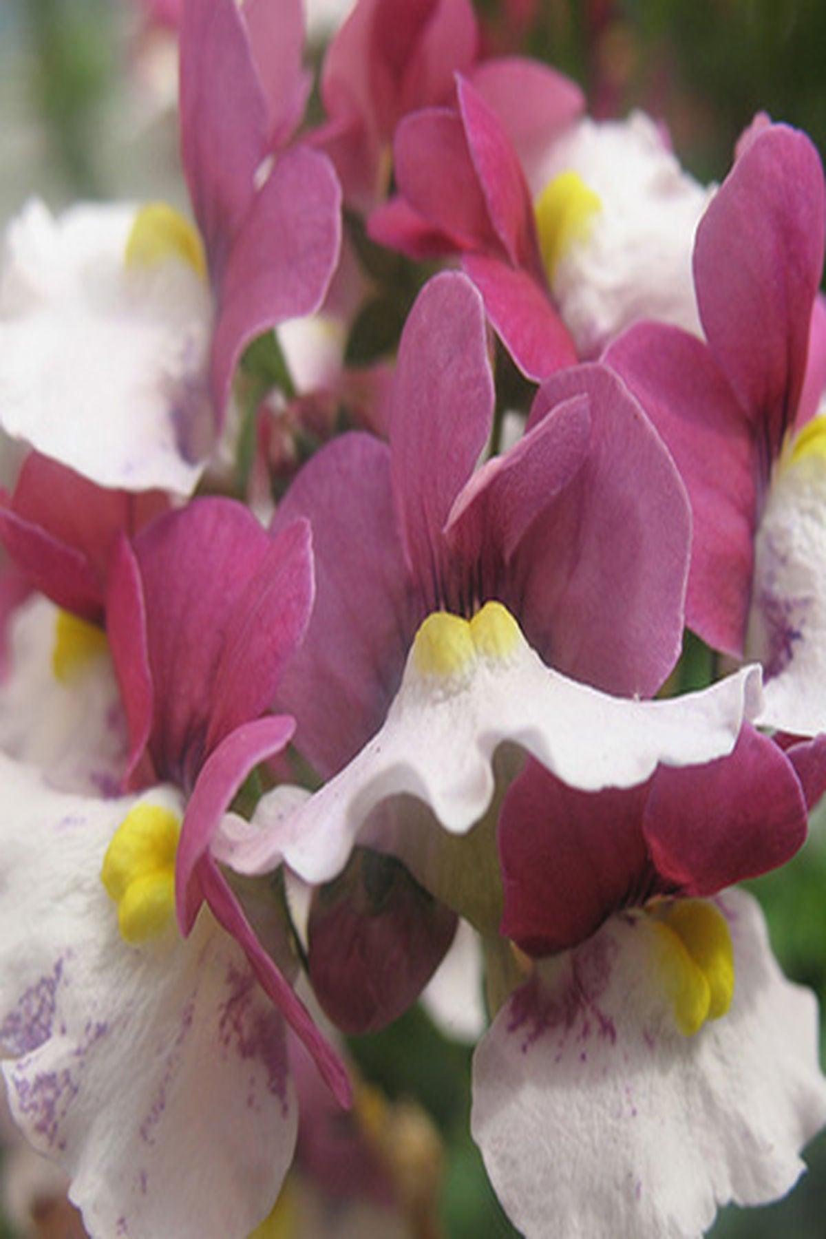 10 Adet "Nemesia Mareto Burgundy and White Fidesi (5-10cm): Yaz Boyu Canlı Bordo ve Beyaz Çiçekler"