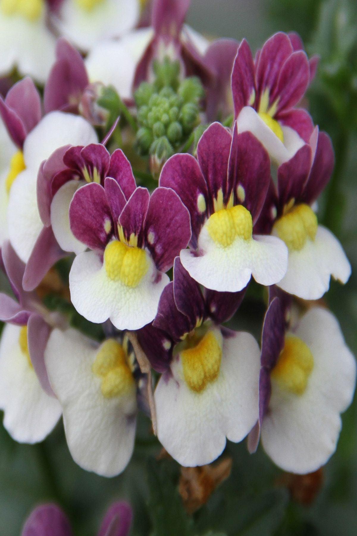 10 Adet "Nemesia Mareto Burgundy and White Fidesi (5-10cm): Yaz Boyu Canlı Bordo ve Beyaz Çiçekler"