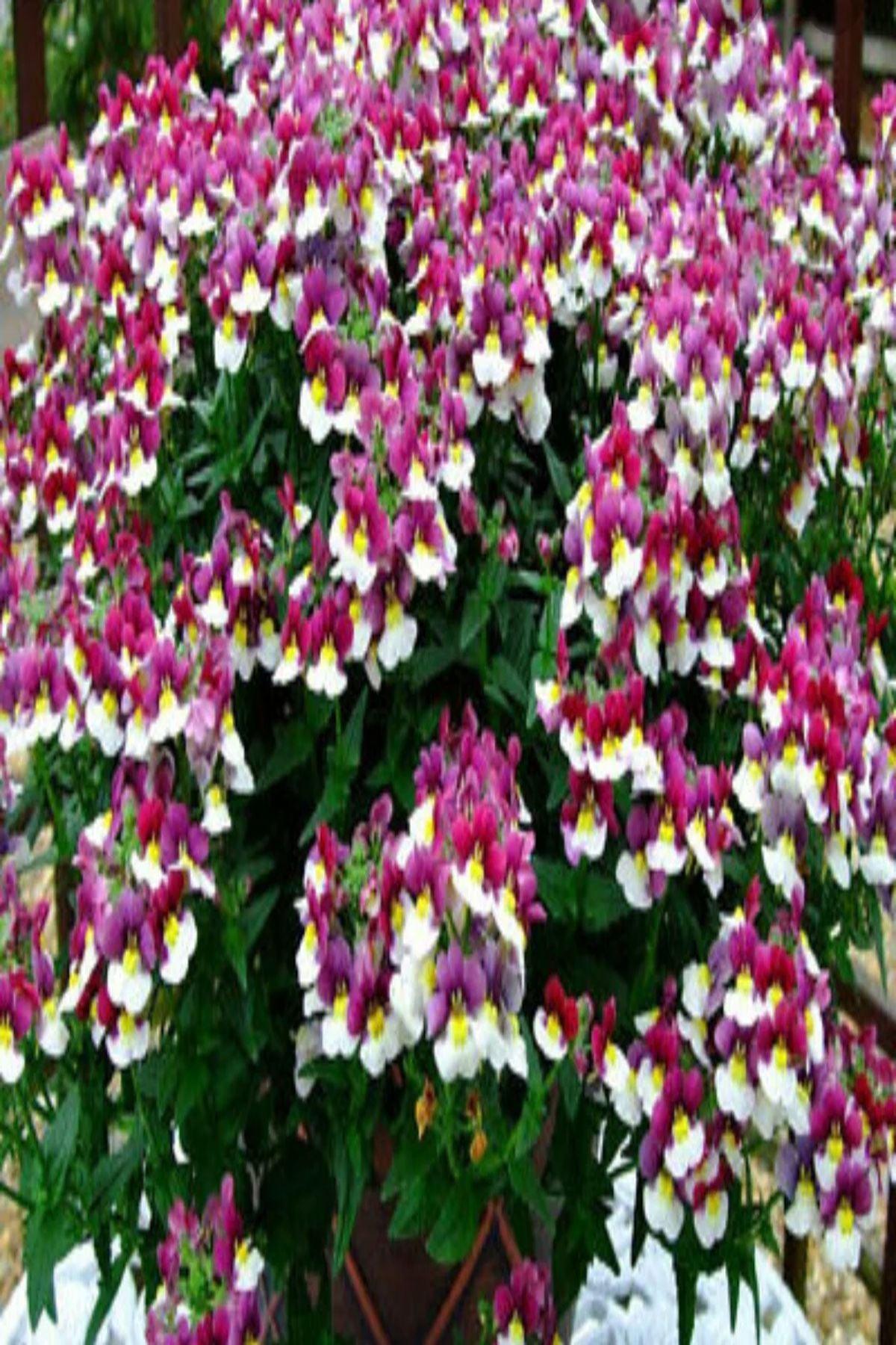 10 Adet "Nemesia Mareto Burgundy and White Fidesi (5-10cm): Yaz Boyu Canlı Bordo ve Beyaz Çiçekler"