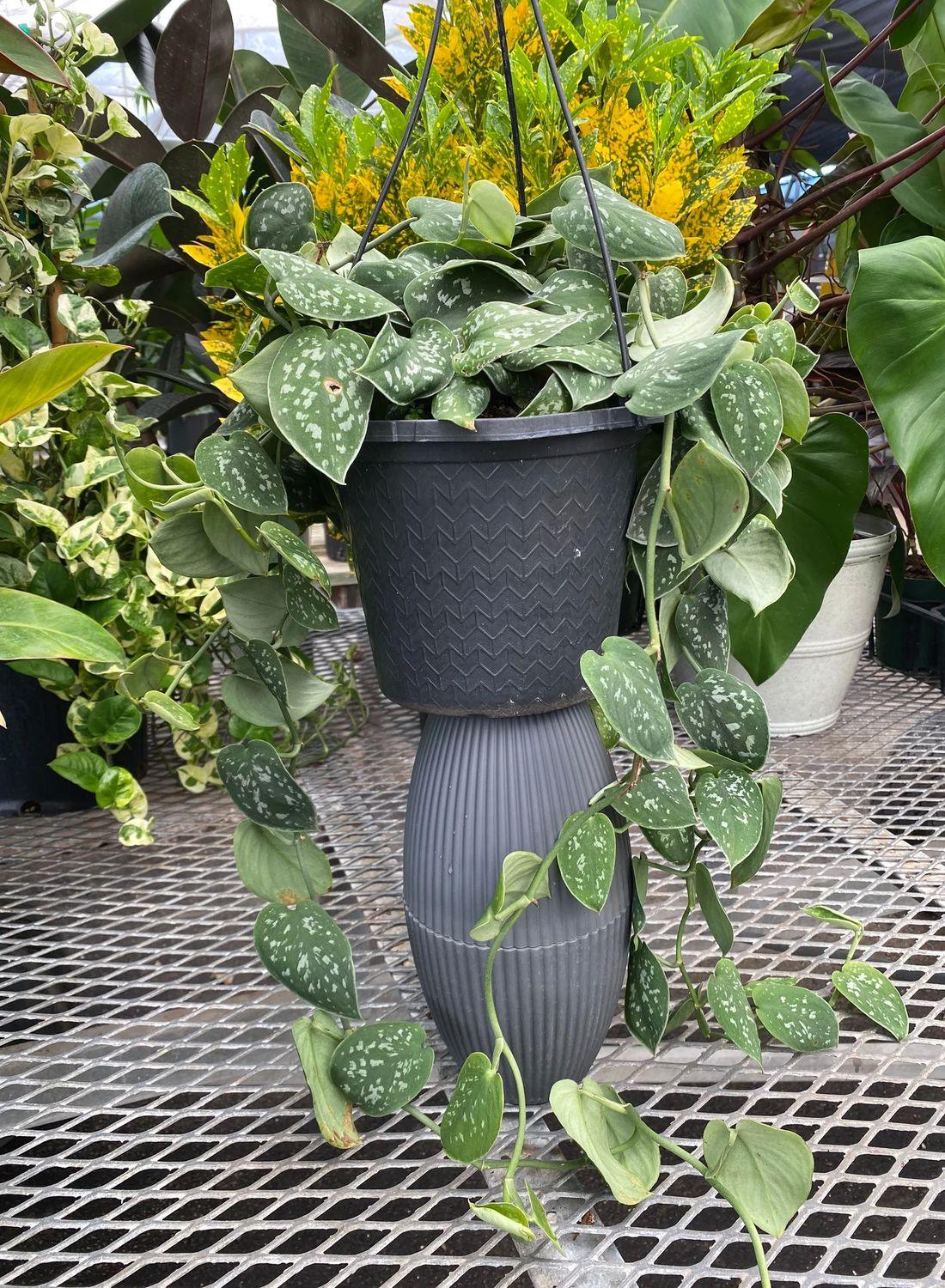 Gümüş Işıltı: Askılı Patos Salon Sarmaşığı (40-50 cm) (Silver Satin Pothos - Scindapsus Pictus Exotica)