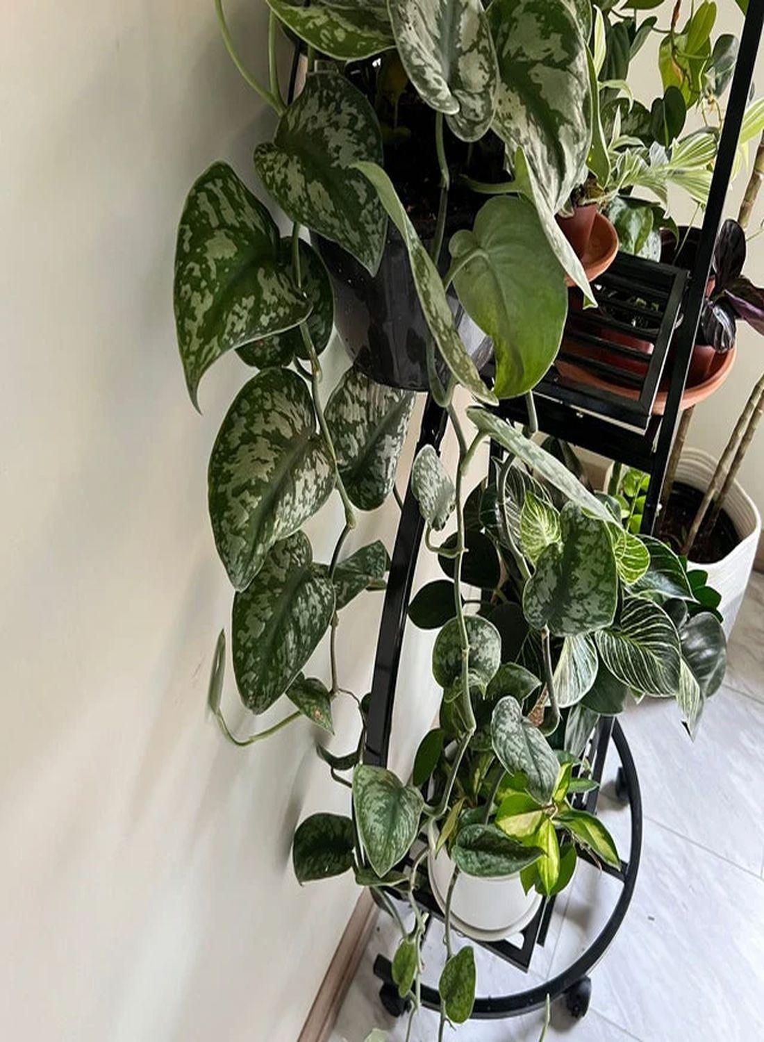 Gümüş Işıltı: Askılı Patos Salon Sarmaşığı (40-50 cm) (Silver Satin Pothos - Scindapsus Pictus Exotica)
