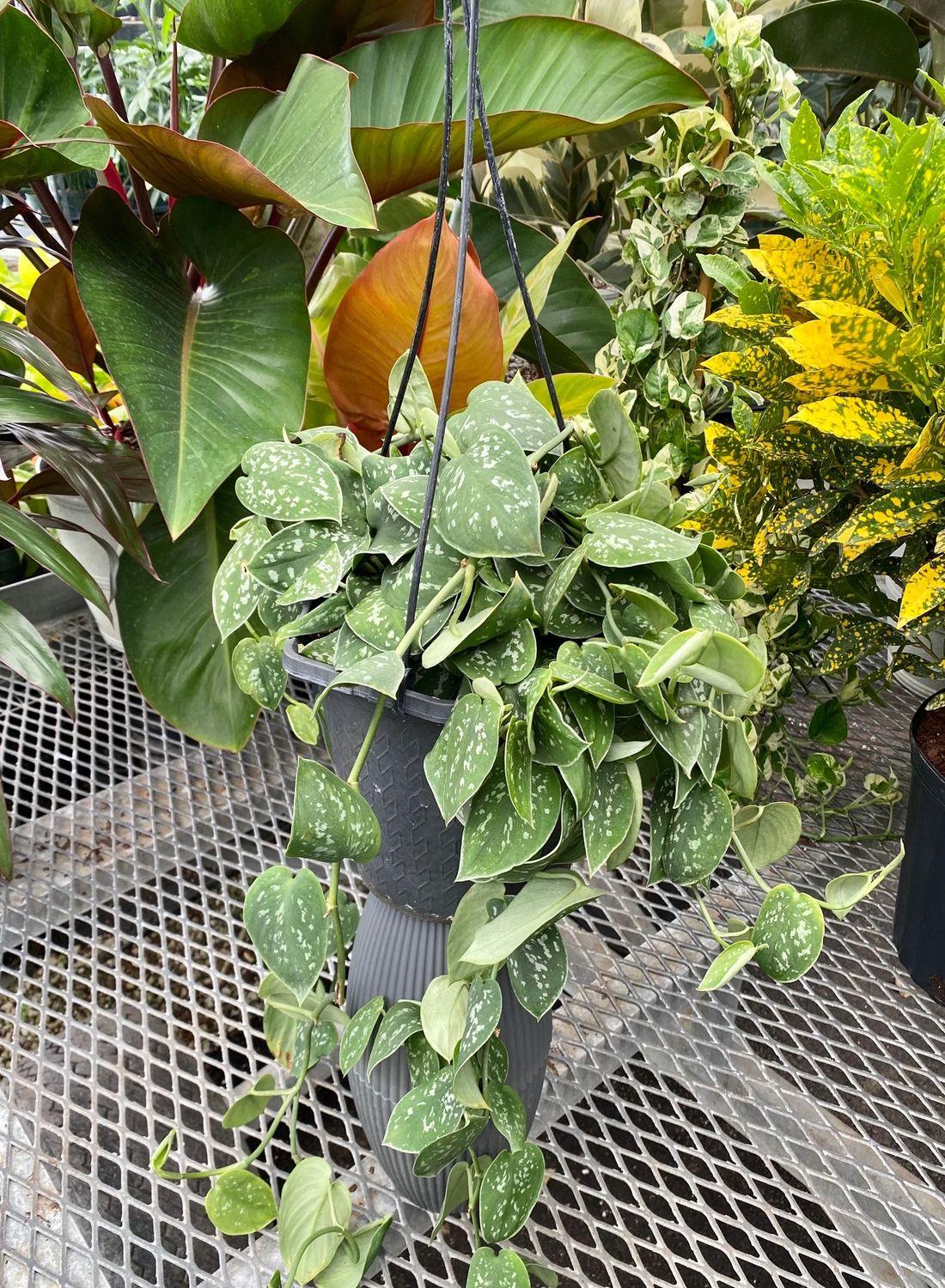 Gümüş Işıltı: Askılı Patos Salon Sarmaşığı (40-50 cm) (Silver Satin Pothos - Scindapsus Pictus Exotica)