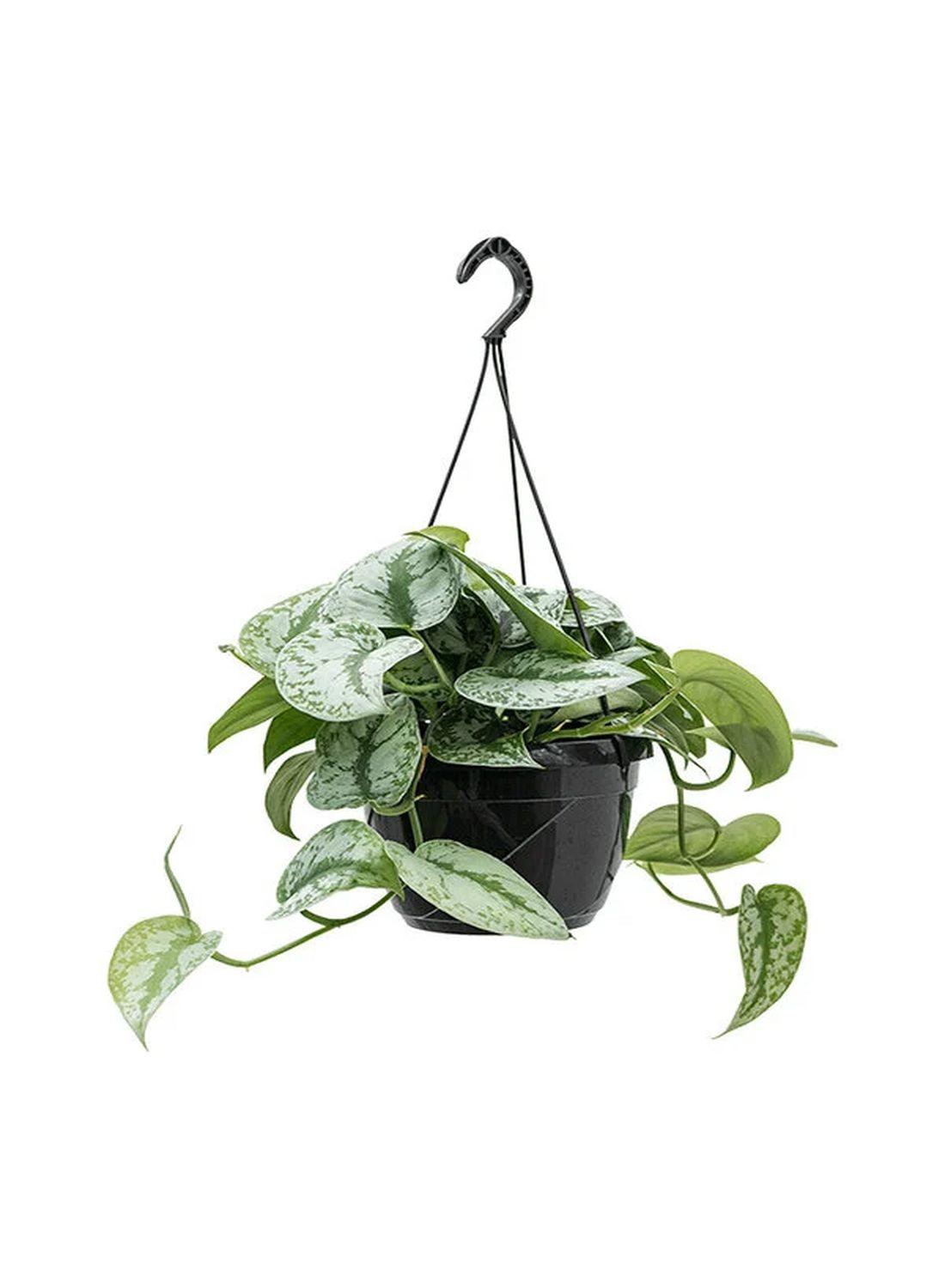 Gümüş Işıltı: Askılı Patos Salon Sarmaşığı (40-50 cm) (Silver Satin Pothos - Scindapsus Pictus Exotica)