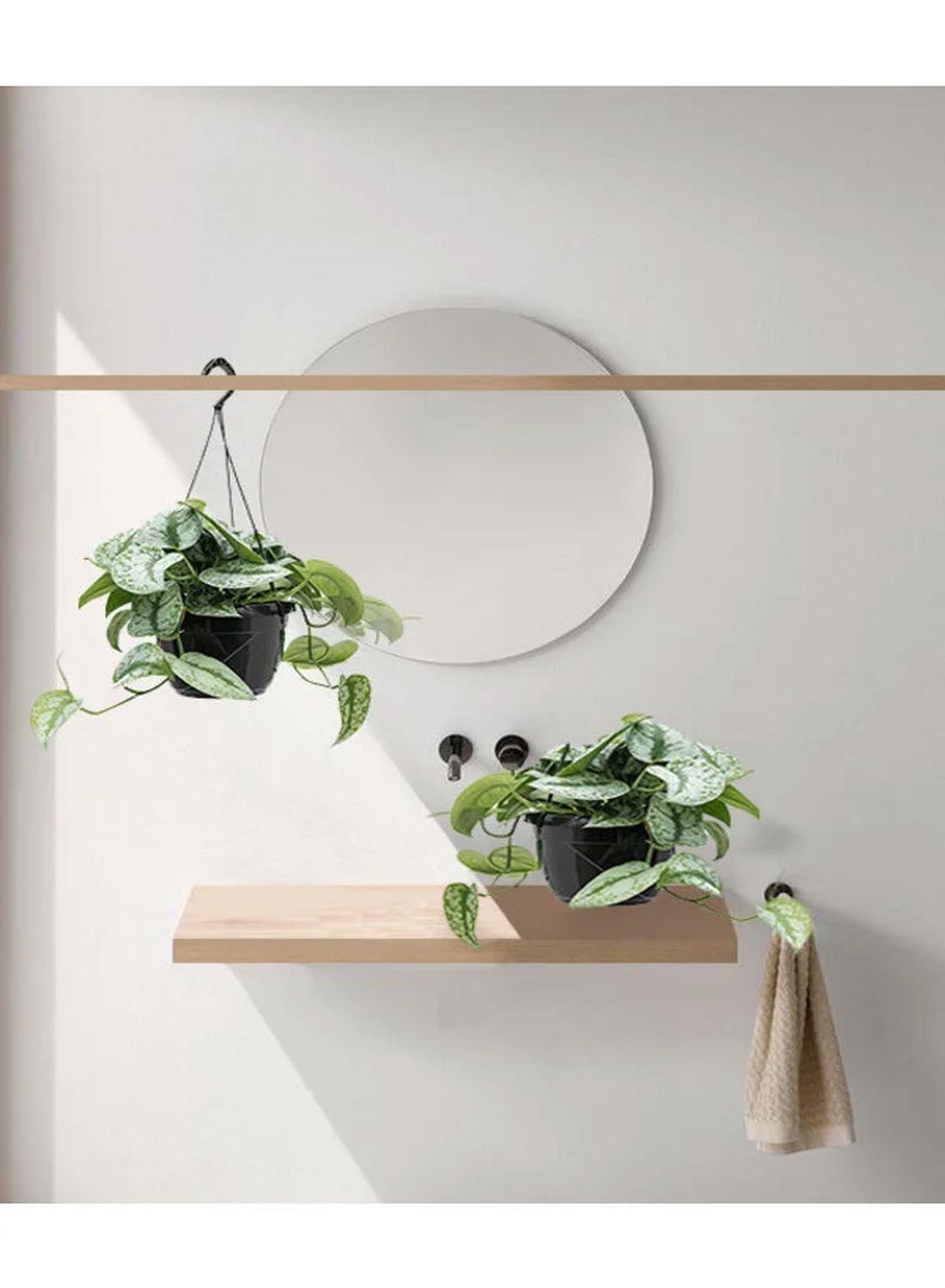 Gümüş Işıltı: Askılı Patos Salon Sarmaşığı (40-50 cm) (Silver Satin Pothos - Scindapsus Pictus Exotica)
