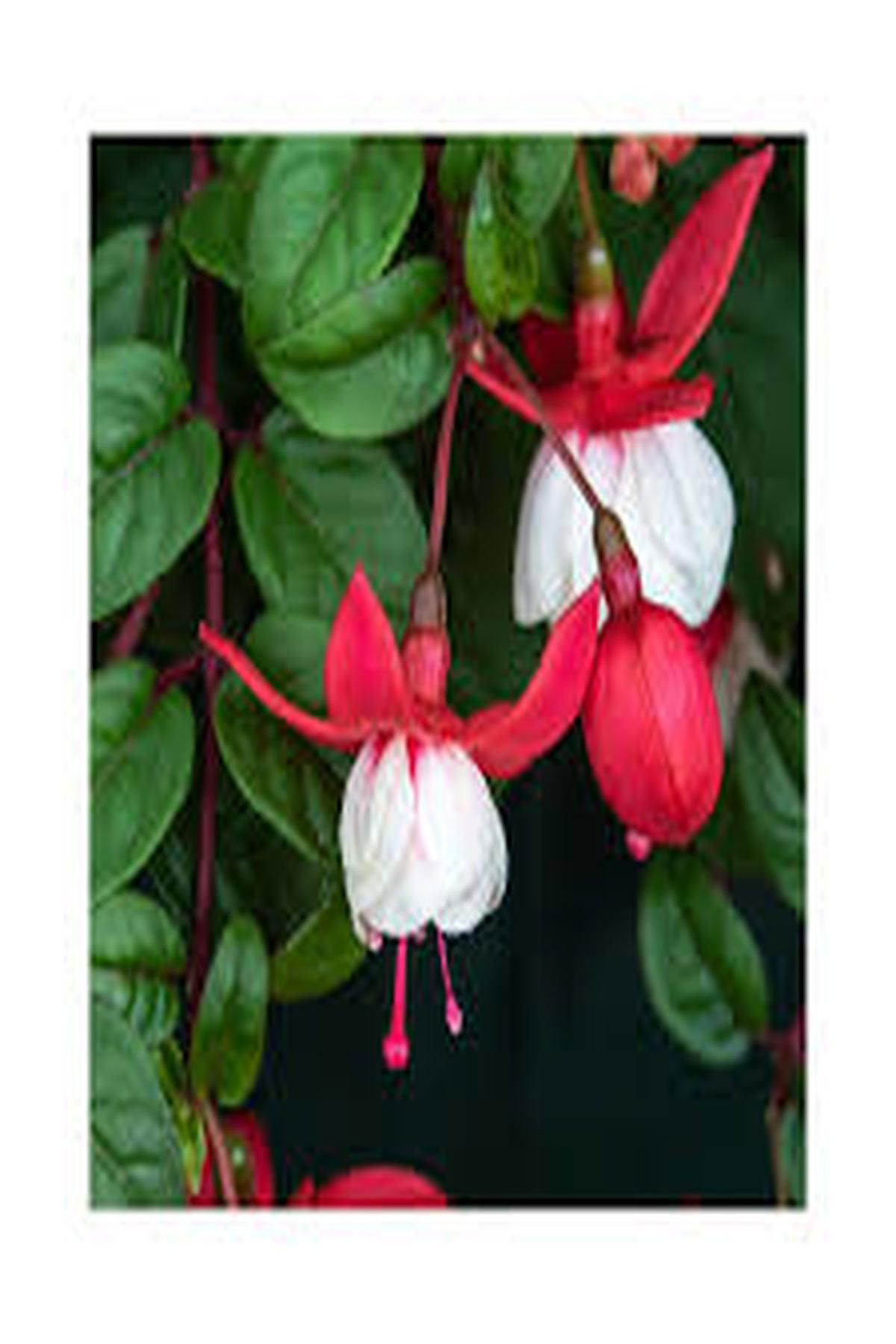 10 Adet Küpeli Çiçeği Fidesi - Fuchsia Matt Busby (İri Katmerli Çiçekli) - Mini Saksı 5-10 cm