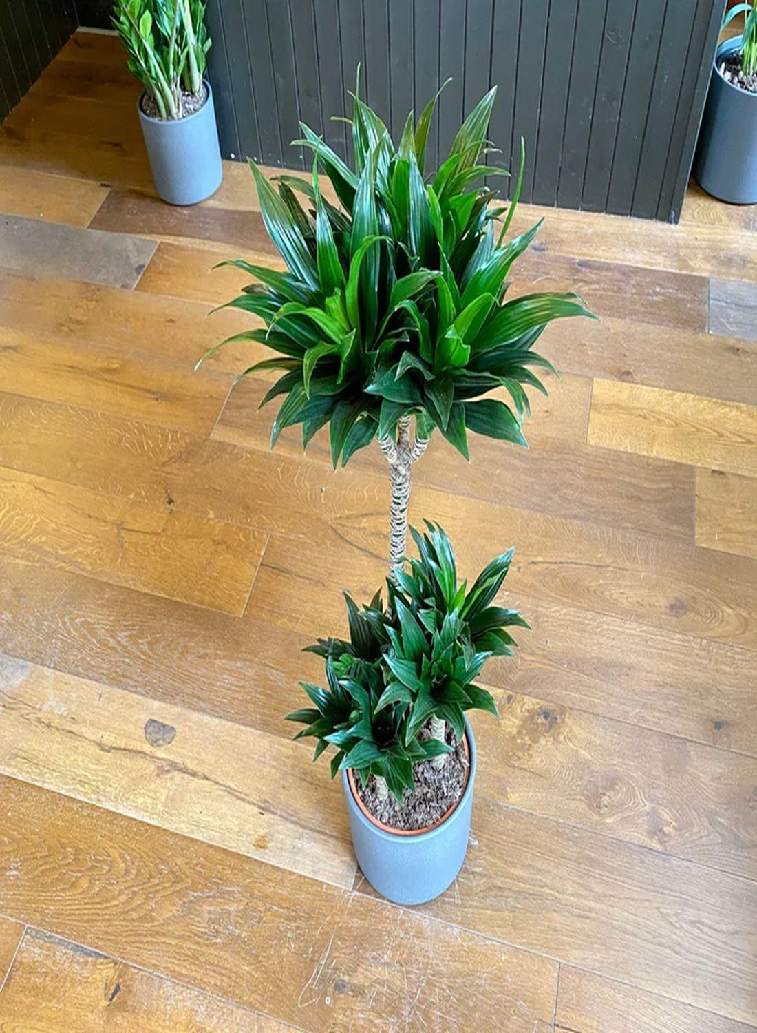 Dracaena Compacta: 90-100 cm Large Boyutta 3 Gövdeli Bitki | Ev ve Ofis İçin Harika Seçim"