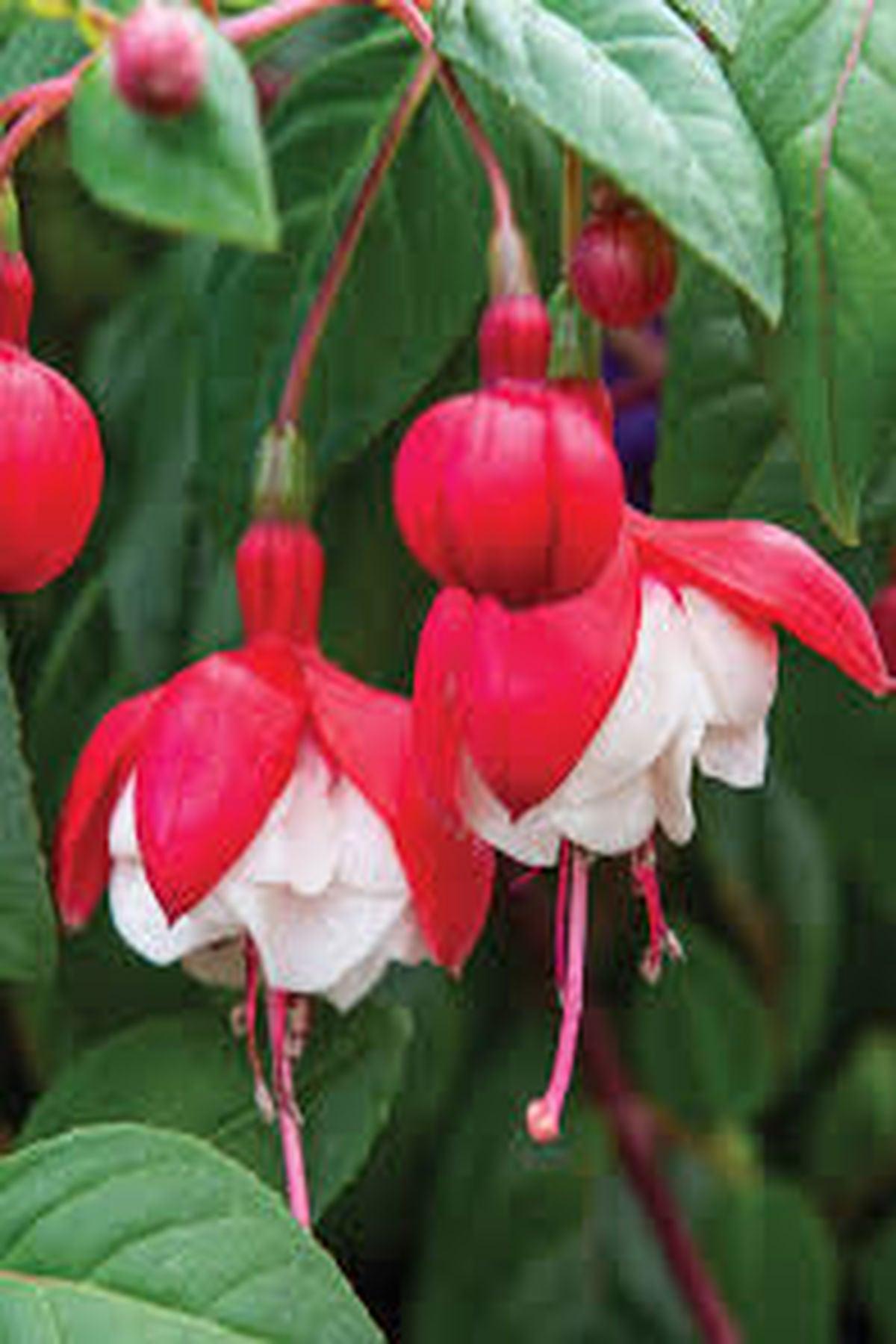 10 Adet Küpeli Çiçeği Fidesi - Fuchsia Matt Busby (İri Katmerli Çiçekli) - Mini Saksı 5-10 cm