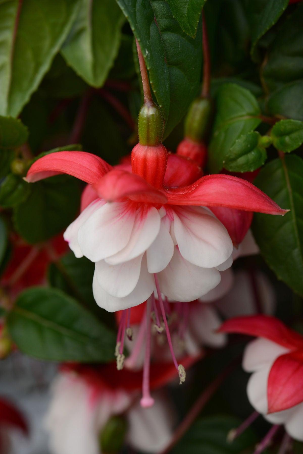 10 Adet Küpeli Çiçeği Fidesi - Fuchsia Matt Busby (İri Katmerli Çiçekli) - Mini Saksı 5-10 cm