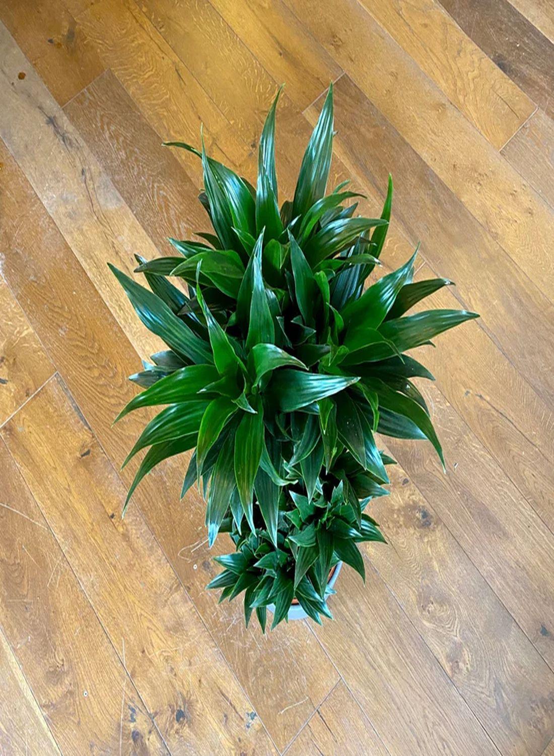 Dracaena Compacta: 90-100 cm Large Boyutta 3 Gövdeli Bitki | Ev ve Ofis İçin Harika Seçim"