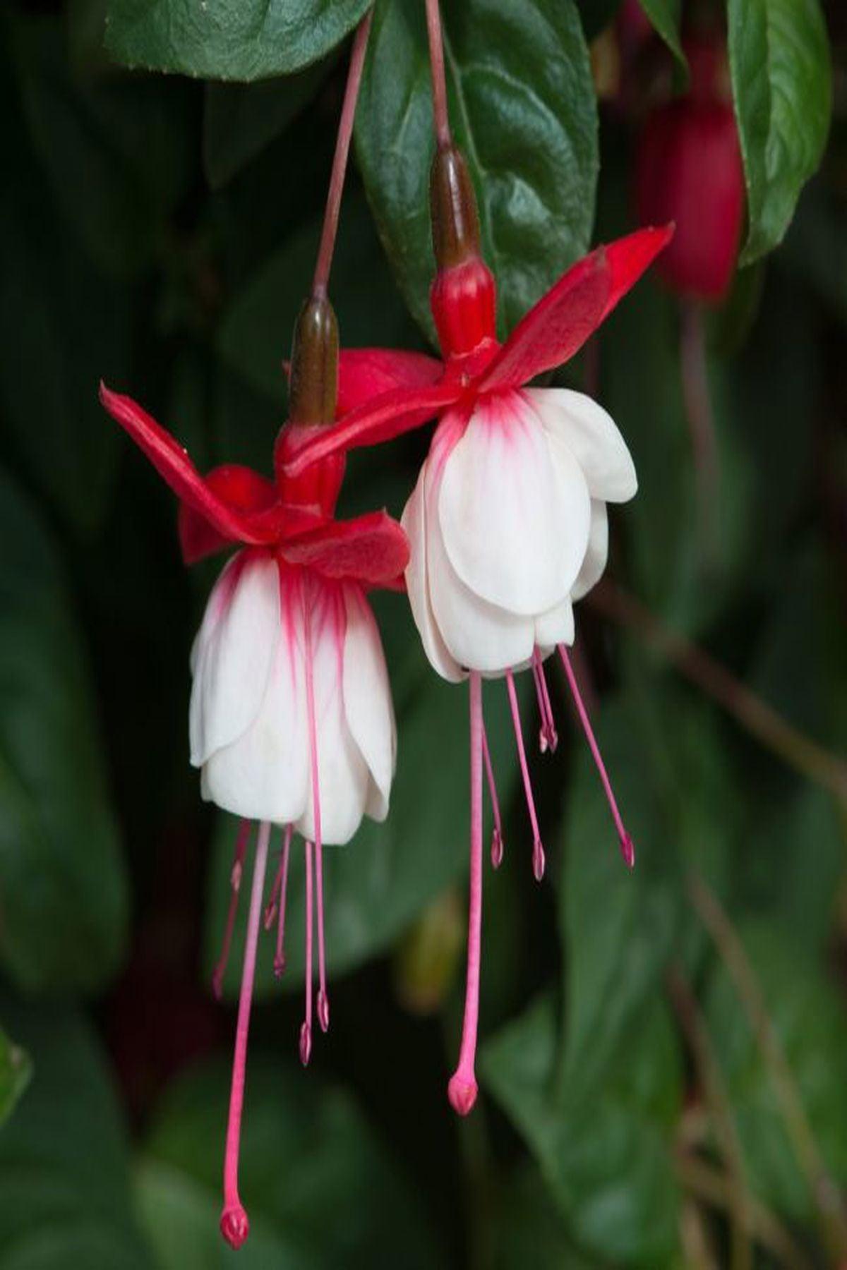 10 Adet Küpeli Çiçeği Fidesi - Fuchsia Matt Busby (İri Katmerli Çiçekli) - Mini Saksı 5-10 cm
