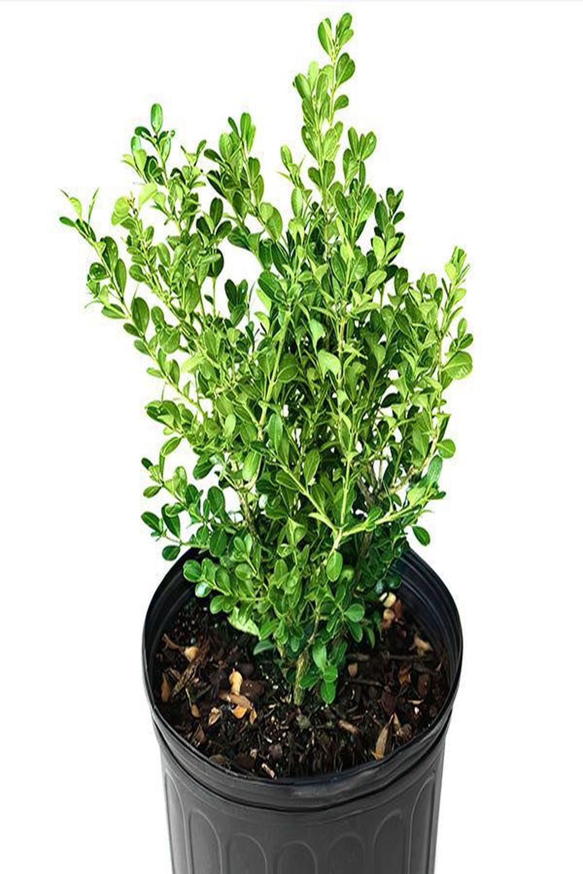 10 Adet Buxus Sempervirens Şimşir Fidanı 20-40 cm Çit Bitkisi