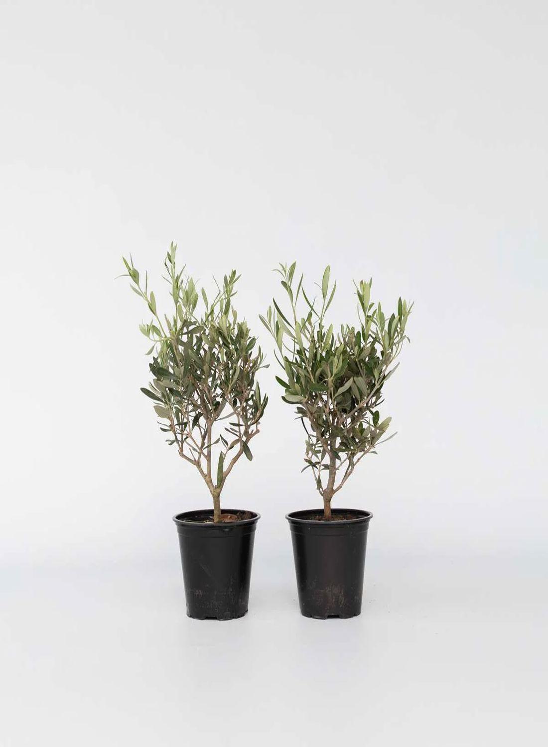 Akdeniz’in Minyatür Sembolü: Bonsai Zeytin Ağacı (30-40 cm) - Dekoratif & Dayanıklı Bitki