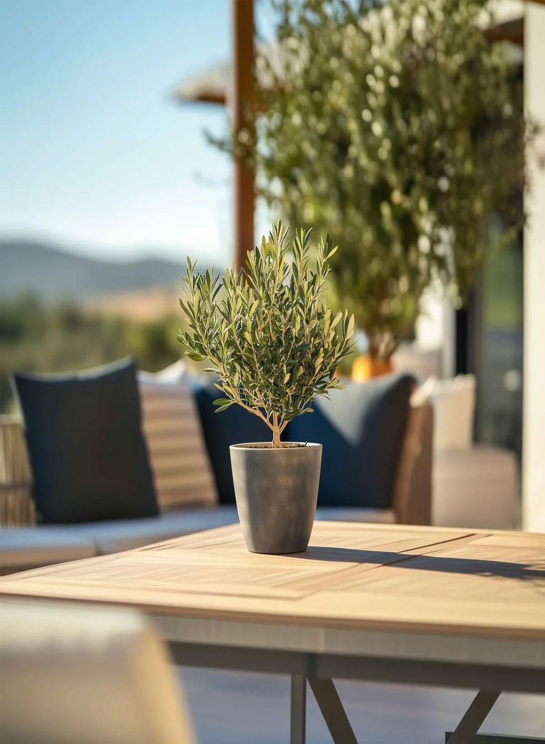 Akdeniz’in Minyatür Sembolü: Bonsai Zeytin Ağacı (30-40 cm) - Dekoratif & Dayanıklı Bitki