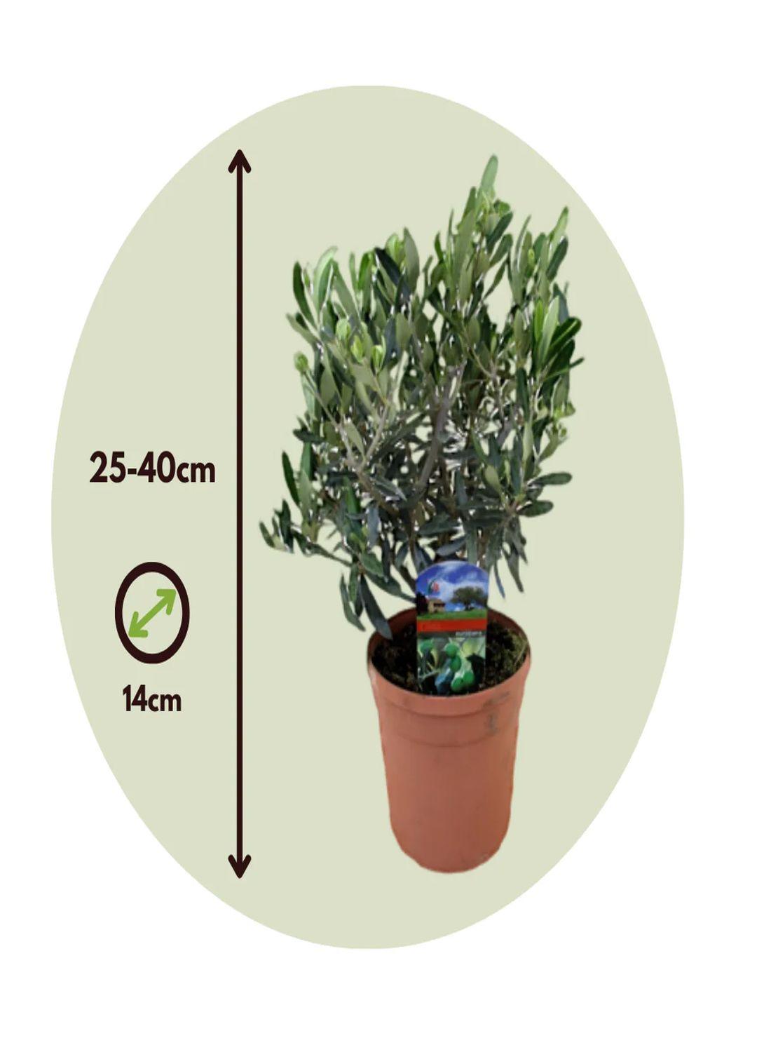 Akdeniz’in Minyatür Sembolü: Bonsai Zeytin Ağacı (30-40 cm) - Dekoratif & Dayanıklı Bitki