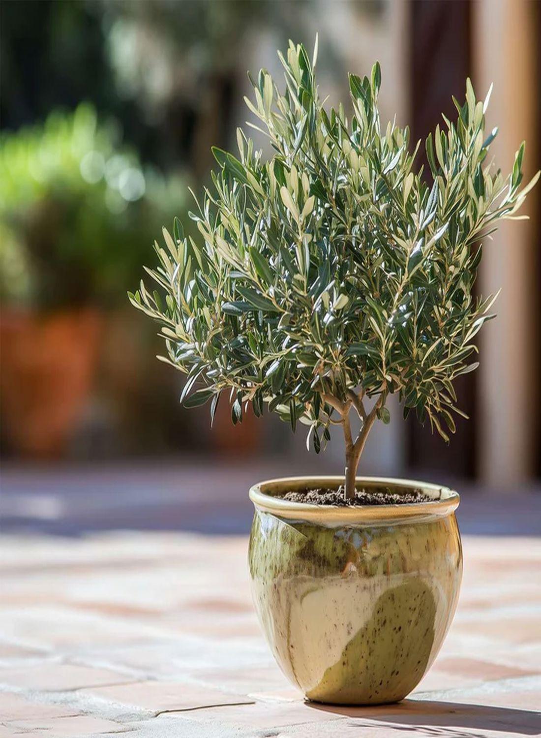 Akdeniz’in Minyatür Sembolü: Bonsai Zeytin Ağacı (30-40 cm) - Dekoratif & Dayanıklı Bitki