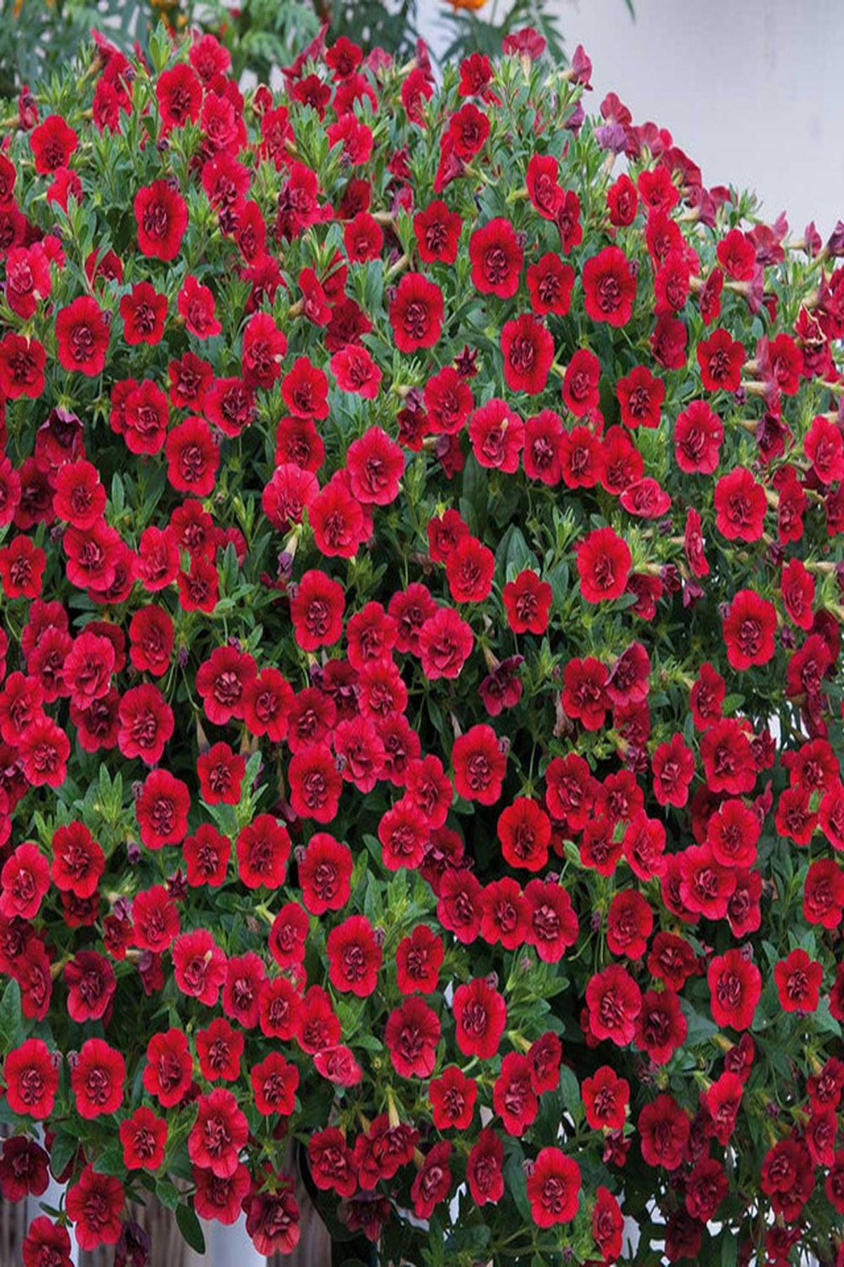 6 Adet Mix Renkler Calibrachoa Fidesi:(mini saksıda-5-10 cm) Gece Bahçeleri İçin Büyüleyici Bir Dokunuş | Moda Botanik