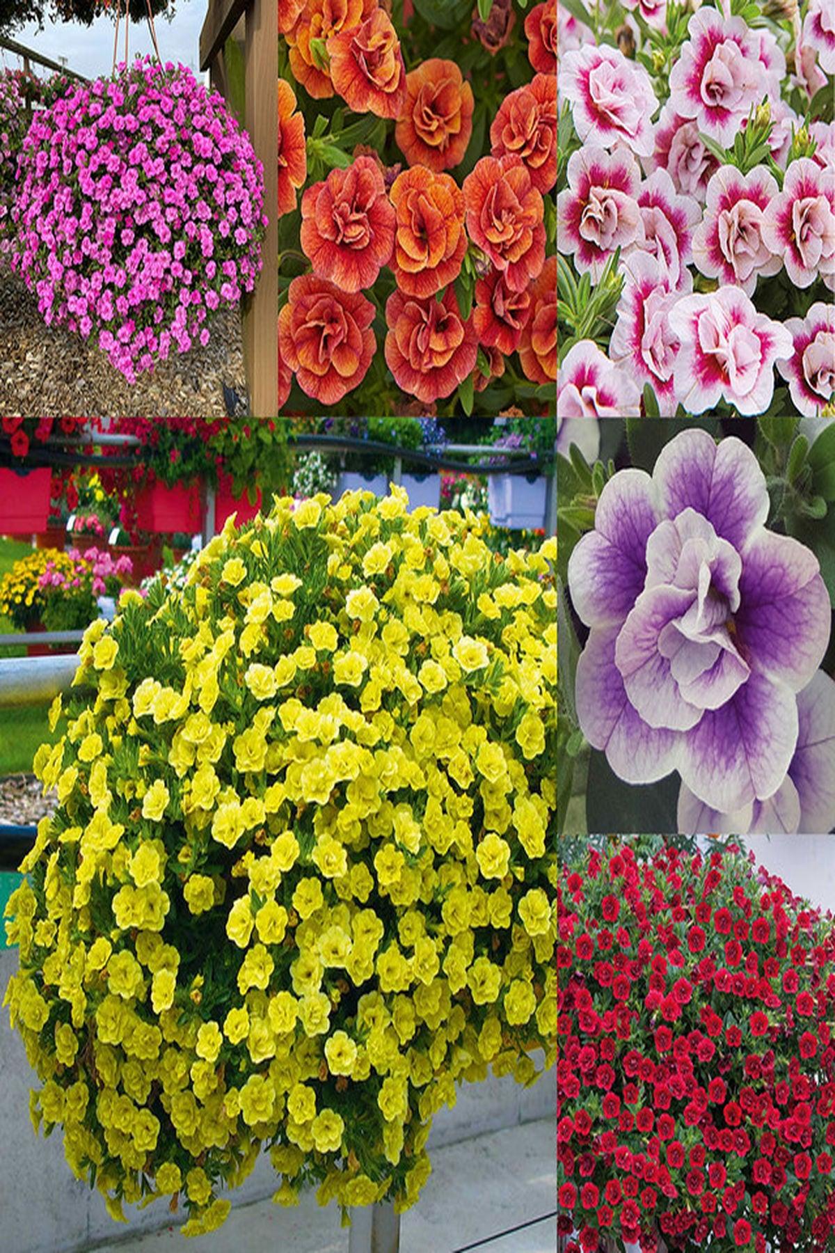 6 Adet Mix Renkler Calibrachoa Fidesi:(mini saksıda-5-10 cm) Gece Bahçeleri İçin Büyüleyici Bir Dokunuş | Moda Botanik