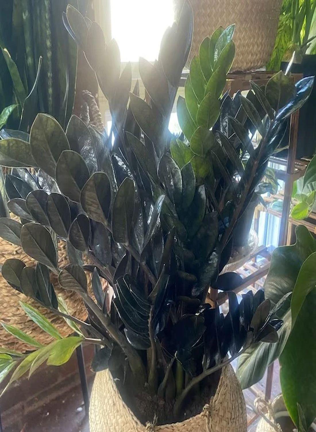 Kara Elmas Zeze Çiçeği - 50-60 cm"Zamioculcas Raven Zamiifolia - Siyah Zamia Çiçeği Şık Seçenek