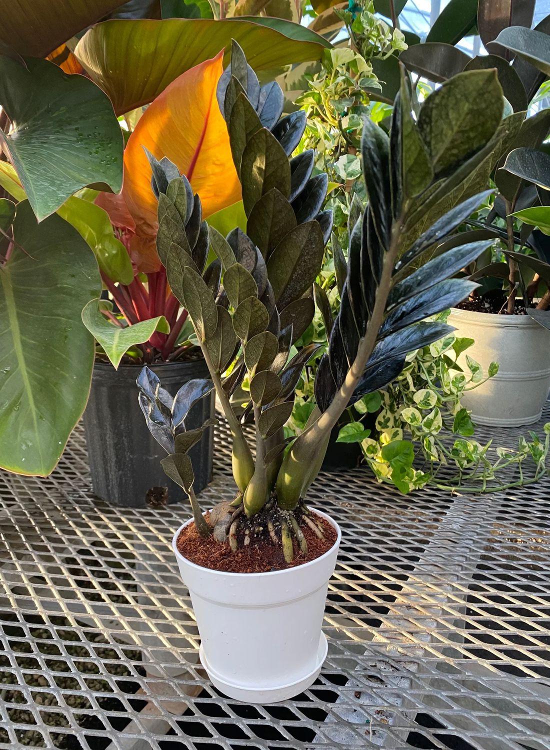 Kara Elmas Zeze Çiçeği - 50-60 cm"Zamioculcas Raven Zamiifolia - Siyah Zamia Çiçeği Şık Seçenek