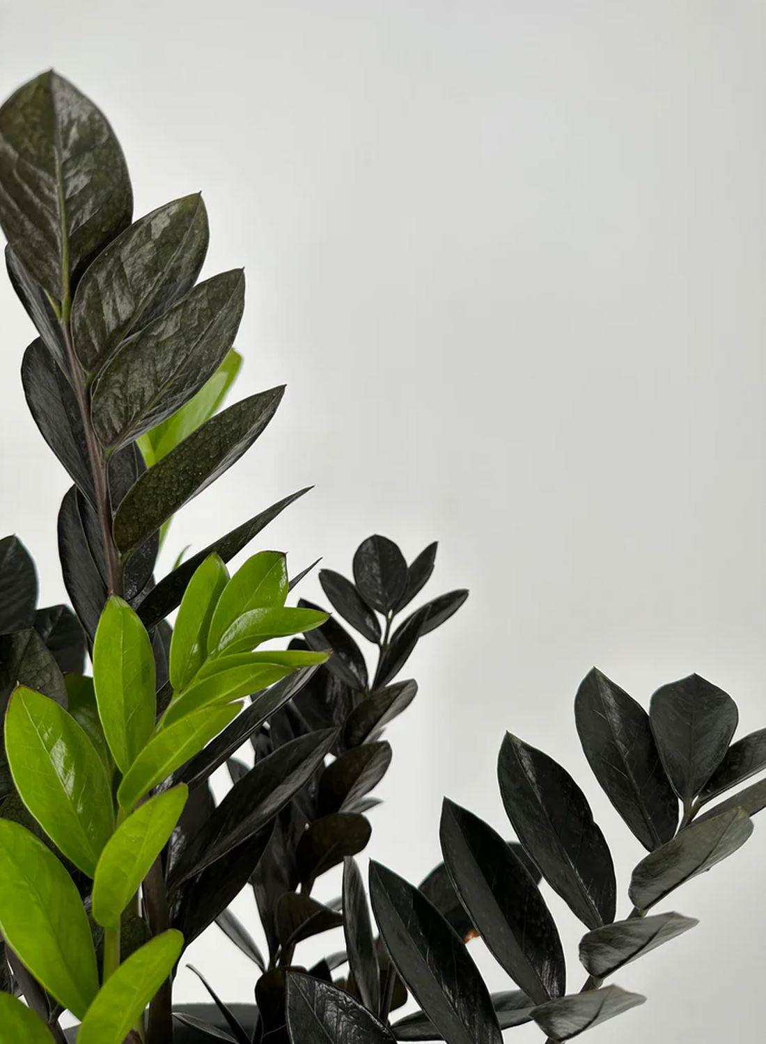 Kara Elmas Zeze Çiçeği - 50-60 cm"Zamioculcas Raven Zamiifolia - Siyah Zamia Çiçeği Şık Seçenek