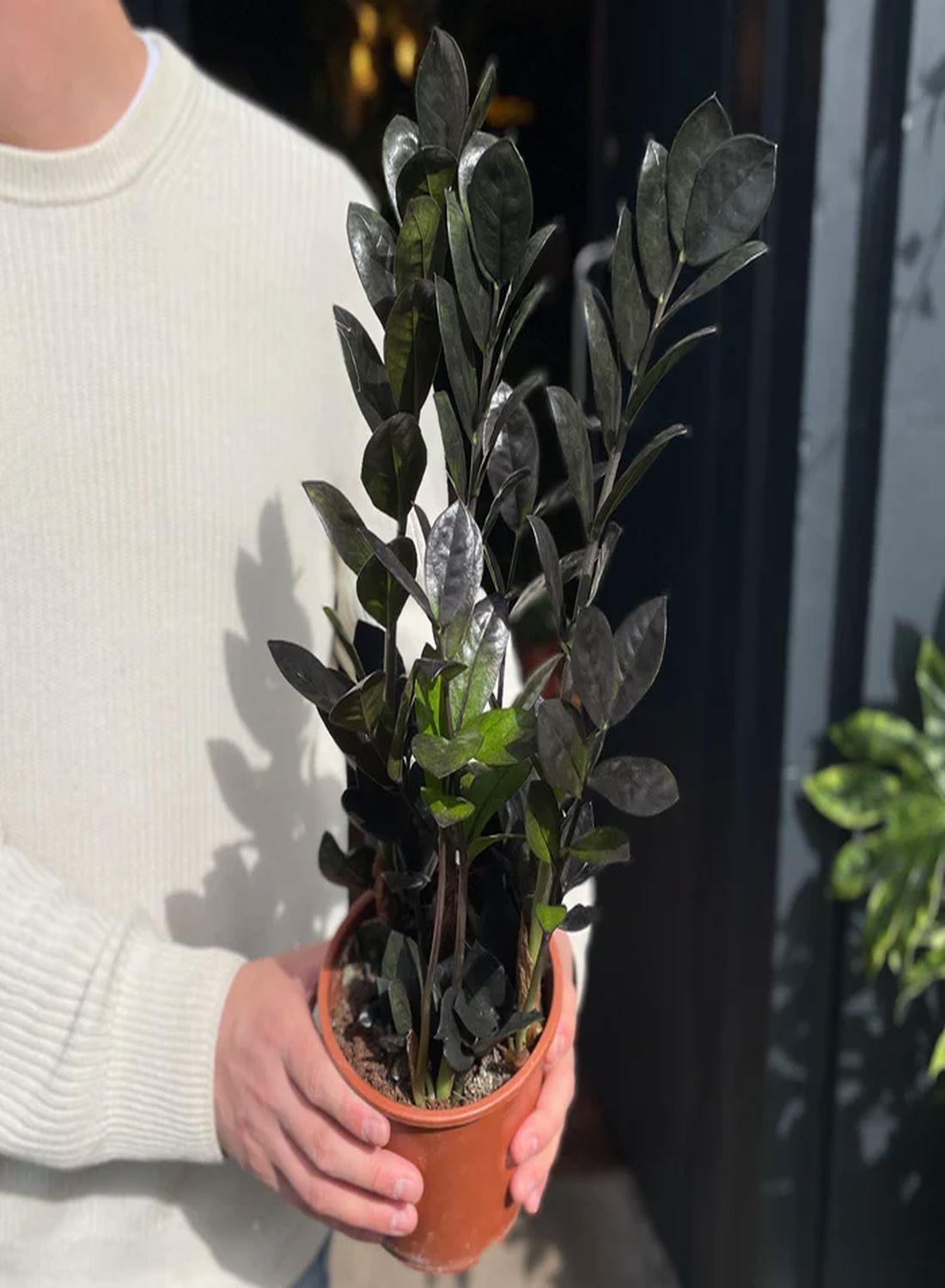 Kara Elmas Zeze Çiçeği - 50-60 cm"Zamioculcas Raven Zamiifolia - Siyah Zamia Çiçeği Şık Seçenek