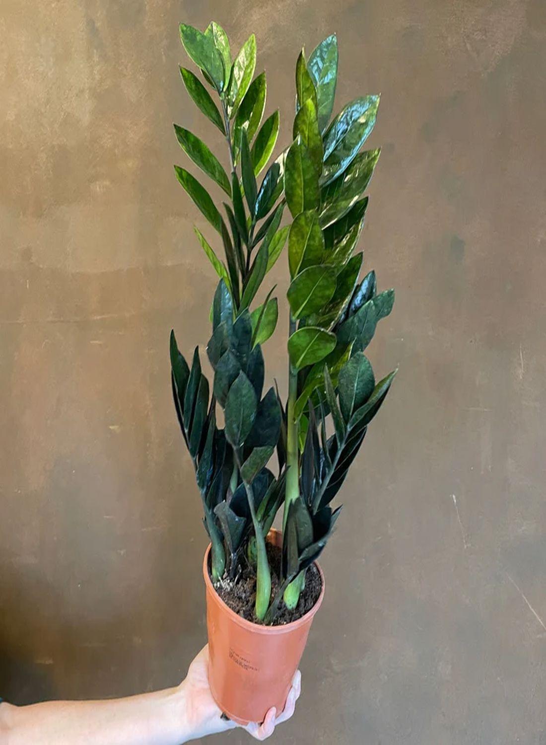 Kara Elmas Zeze Çiçeği - 50-60 cm"Zamioculcas Raven Zamiifolia - Siyah Zamia Çiçeği Şık Seçenek