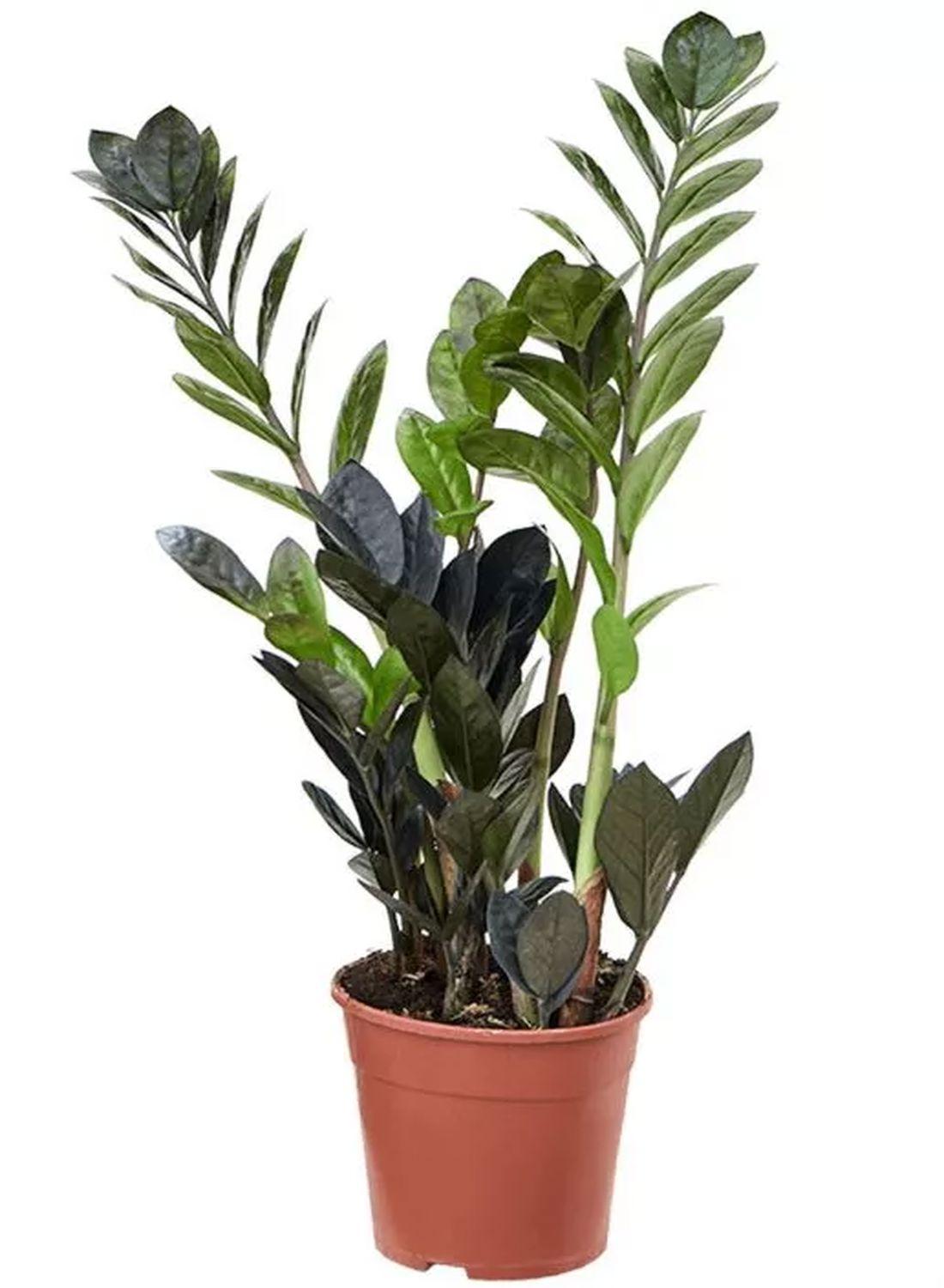 Kara Elmas Zeze Çiçeği - 50-60 cm"Zamioculcas Raven Zamiifolia - Siyah Zamia Çiçeği Şık Seçenek