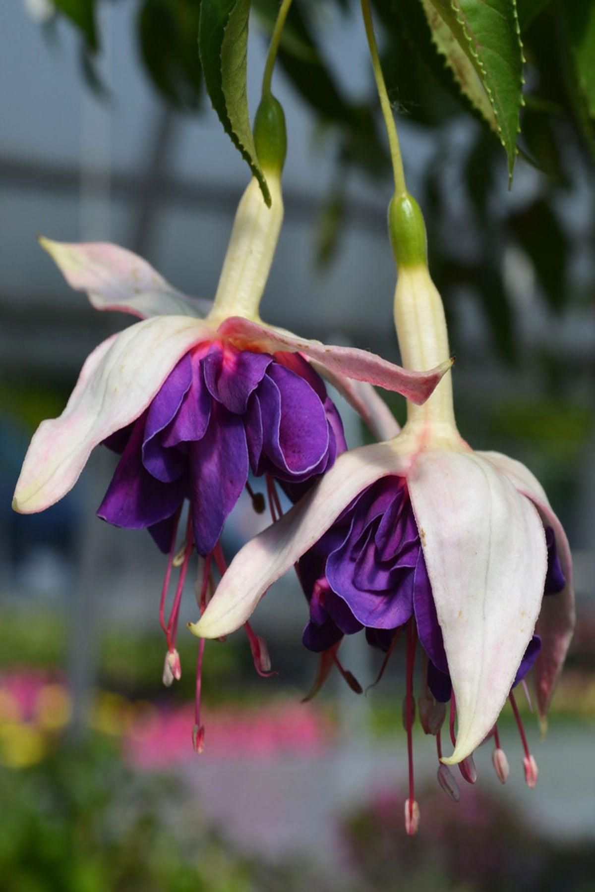 10 Adet"Küpe Çiçeği Fidesi - Fuchsia Deep Purple Katmerli - Mini Saksı 5-10 cm"