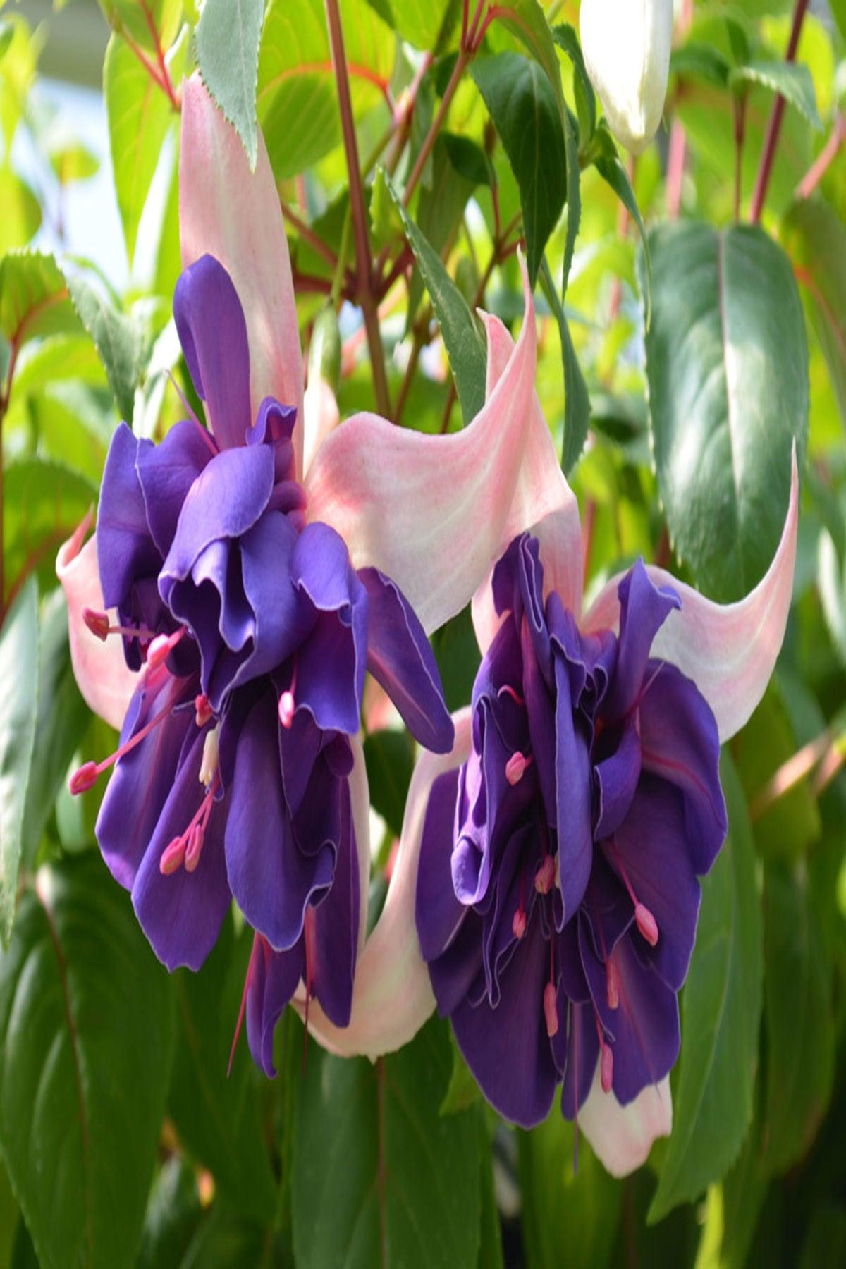 10 Adet"Küpe Çiçeği Fidesi - Fuchsia Deep Purple Katmerli - Mini Saksı 5-10 cm"