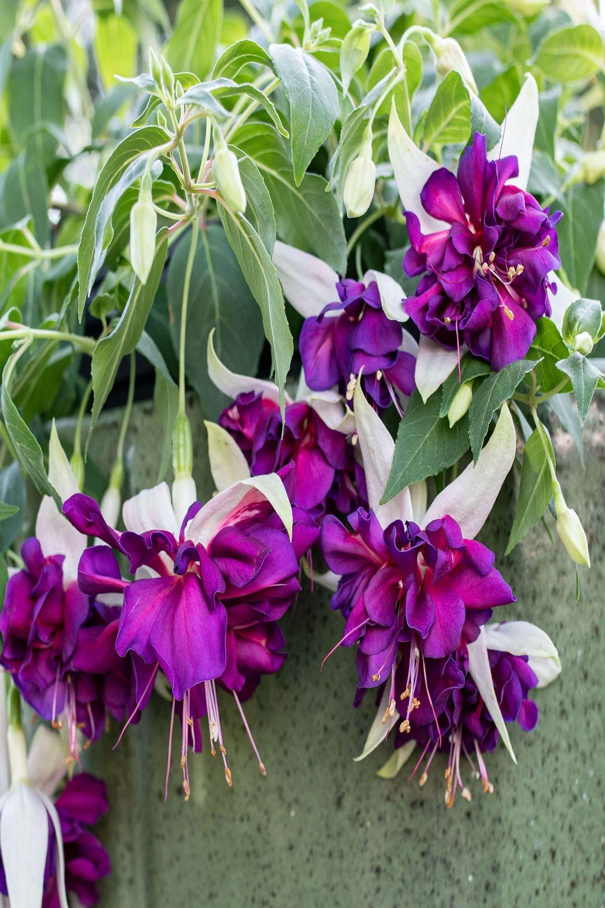 10 Adet"Küpe Çiçeği Fidesi - Fuchsia Deep Purple Katmerli - Mini Saksı 5-10 cm"