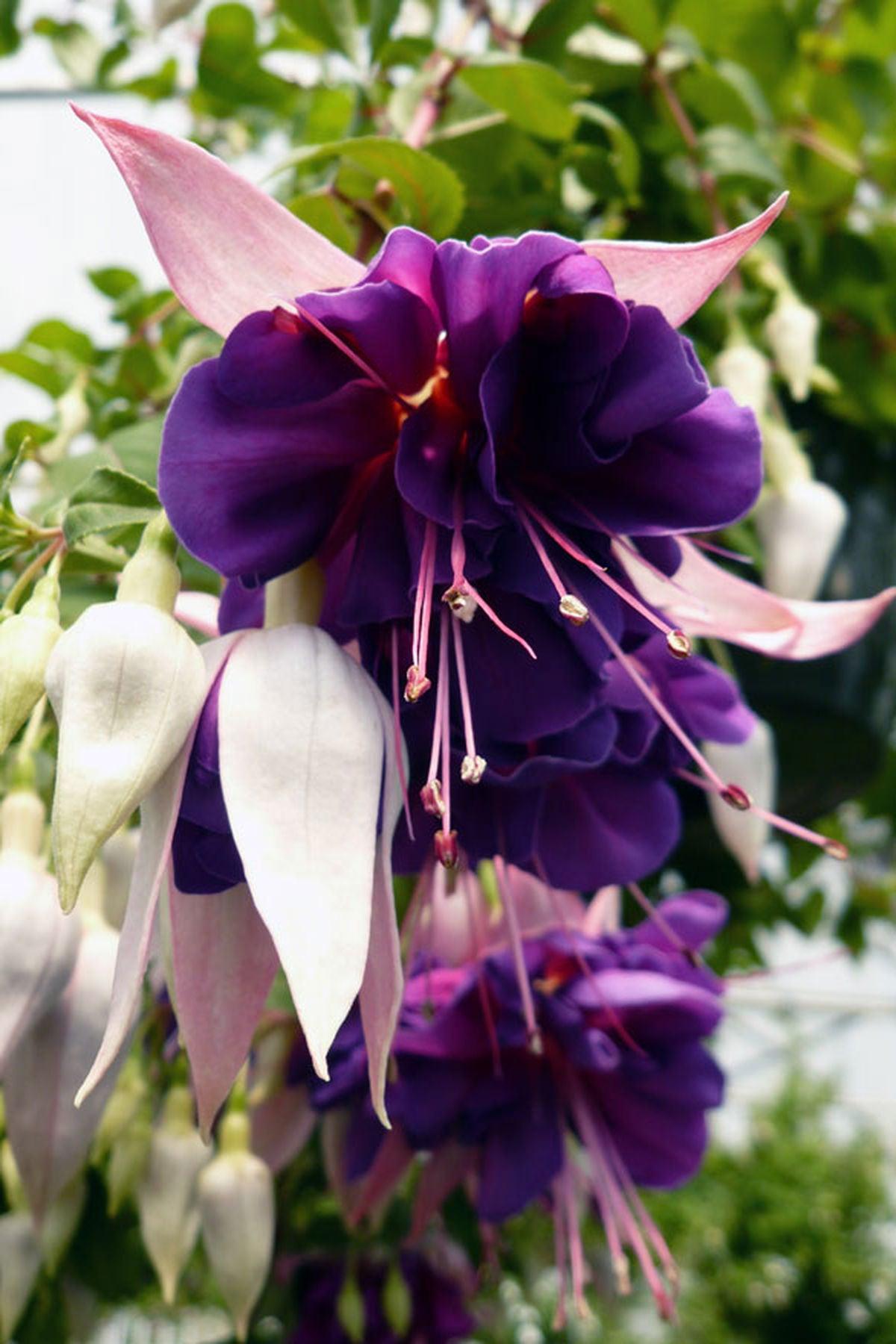 10 Adet"Küpe Çiçeği Fidesi - Fuchsia Deep Purple Katmerli - Mini Saksı 5-10 cm"