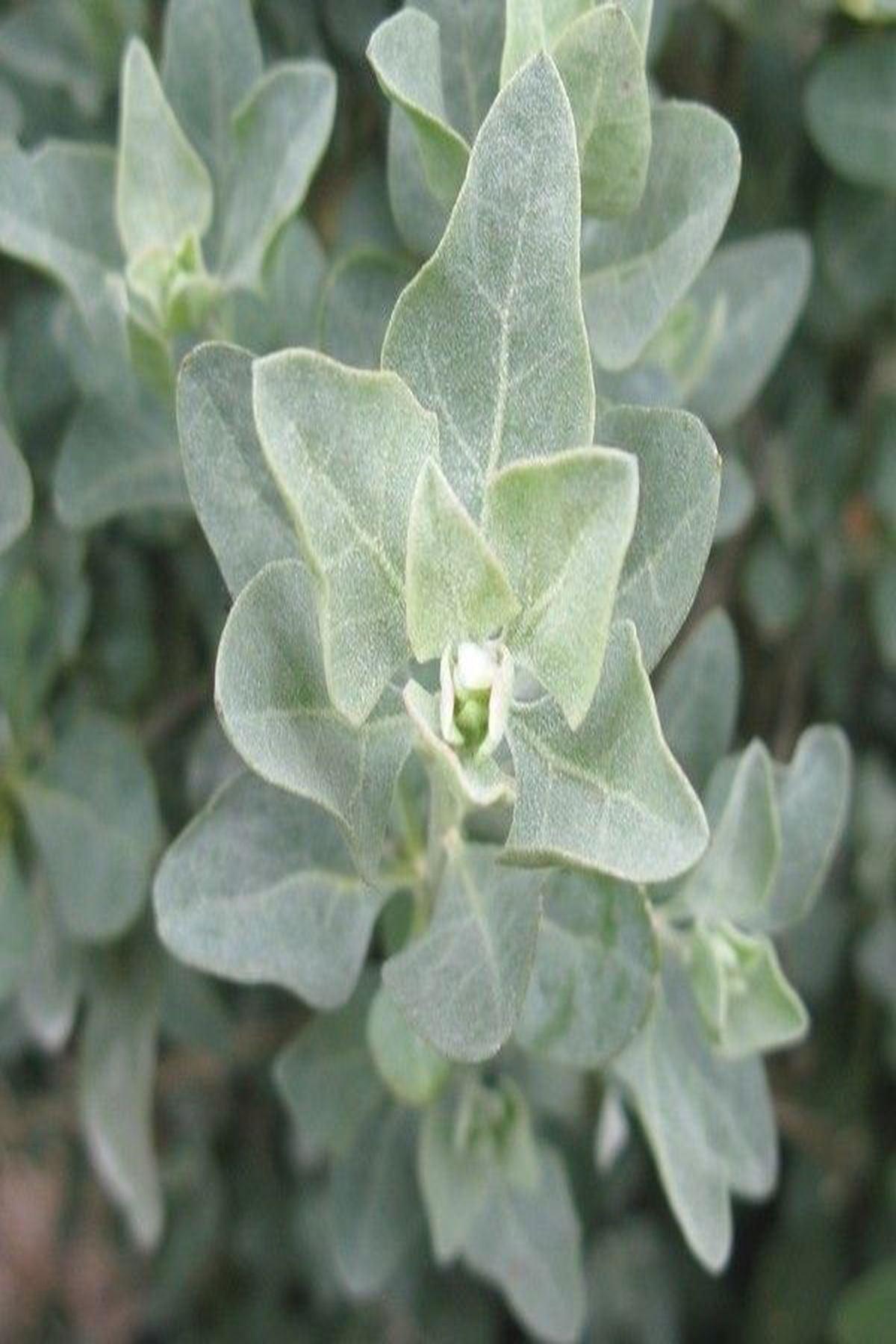 3 Adet Atriplex Halimus Deniz Semiz Otu Fide 20-40 cm