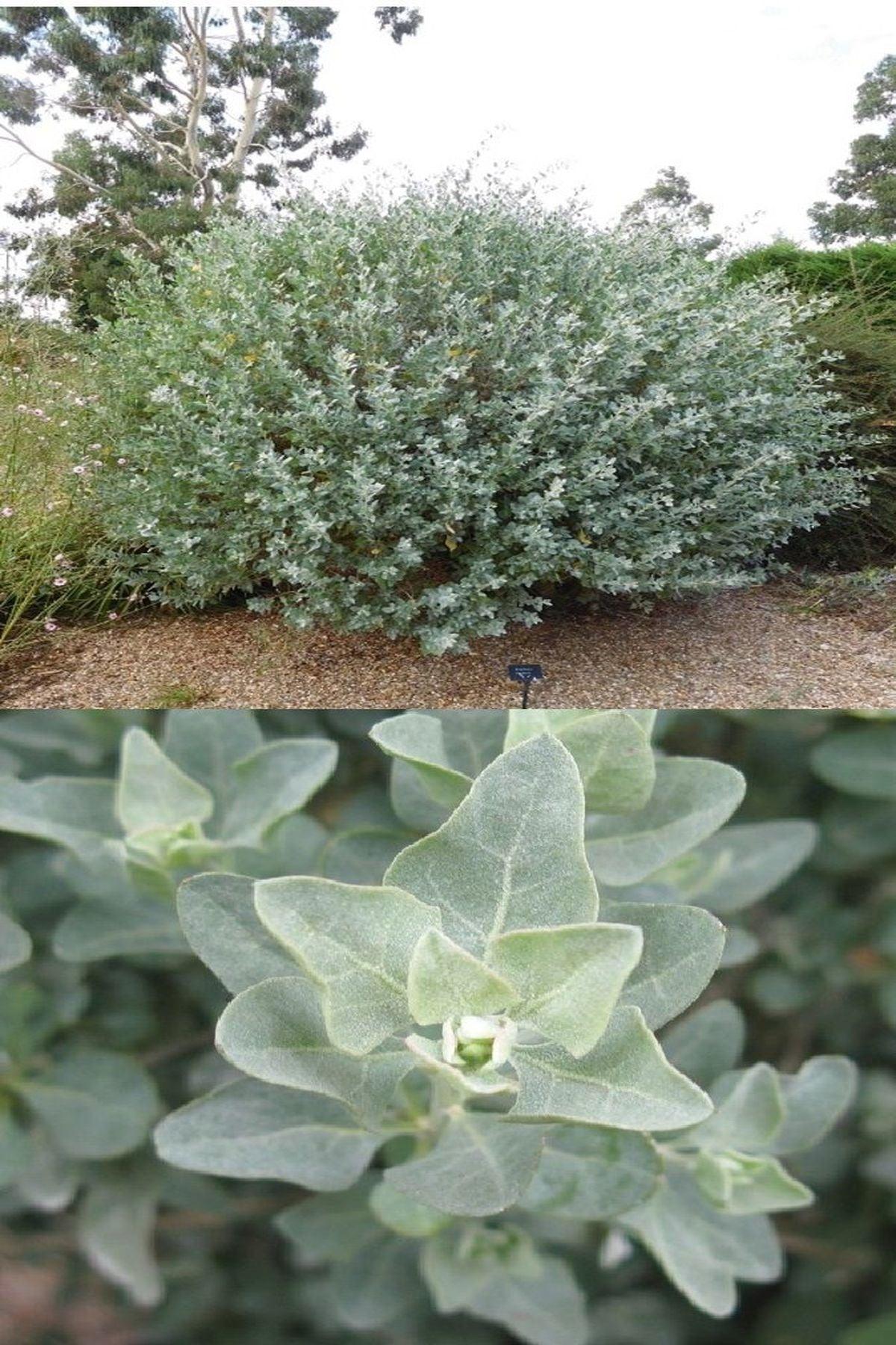 3 Adet Atriplex Halimus Deniz Semiz Otu Fide 20-40 cm